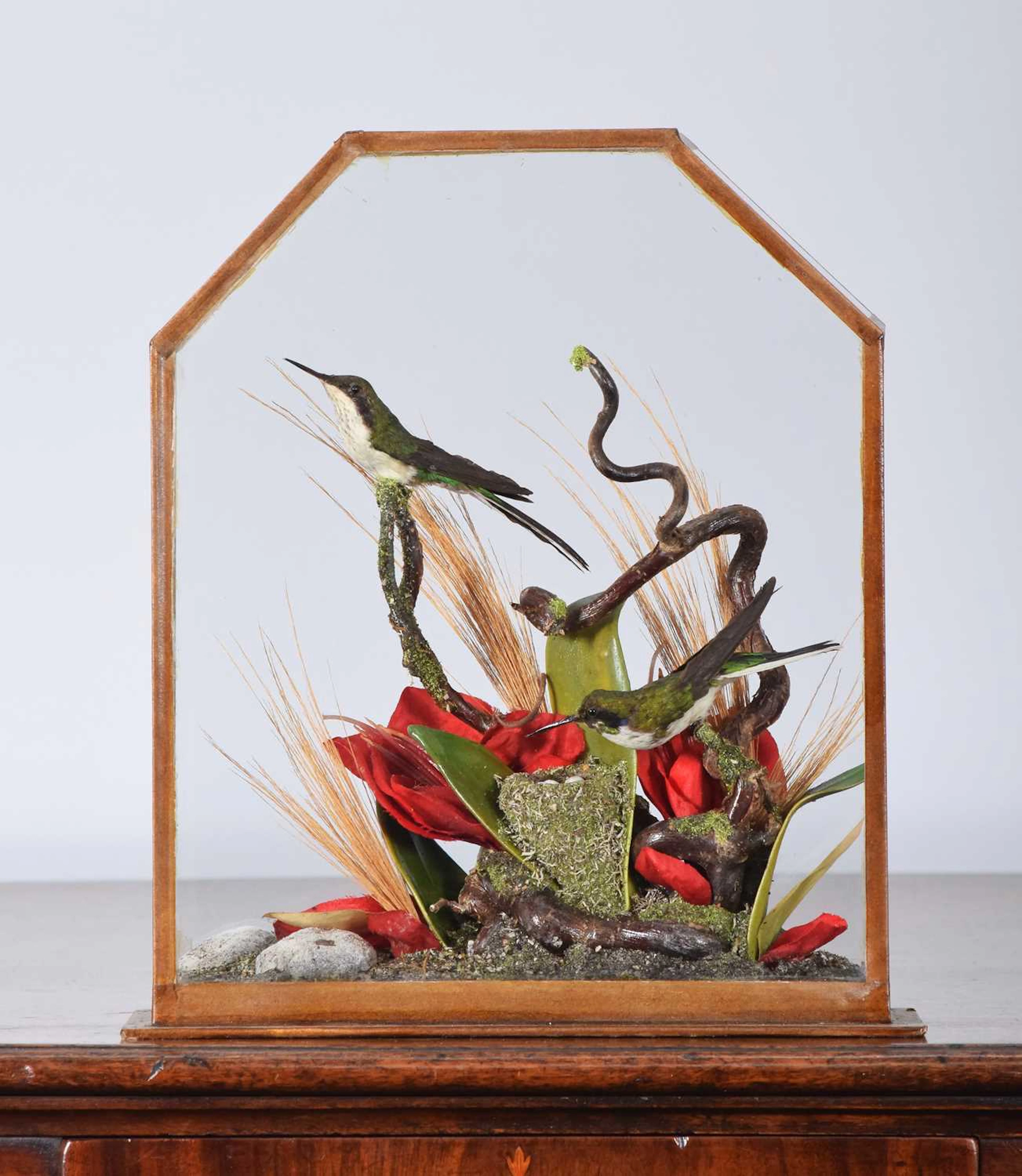 Taxidermy: A Pair of Cased Black-eared Fairy Hummingbirds (Heliothryx