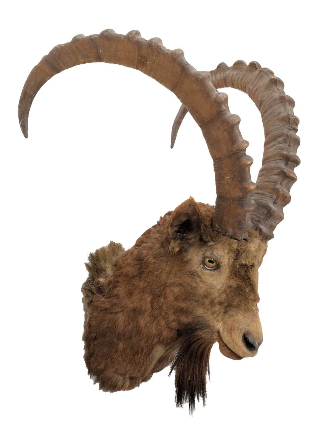 Taxidermy: Siberian Ibex (Capra sibirica), circa 1891-1921, by Rowland