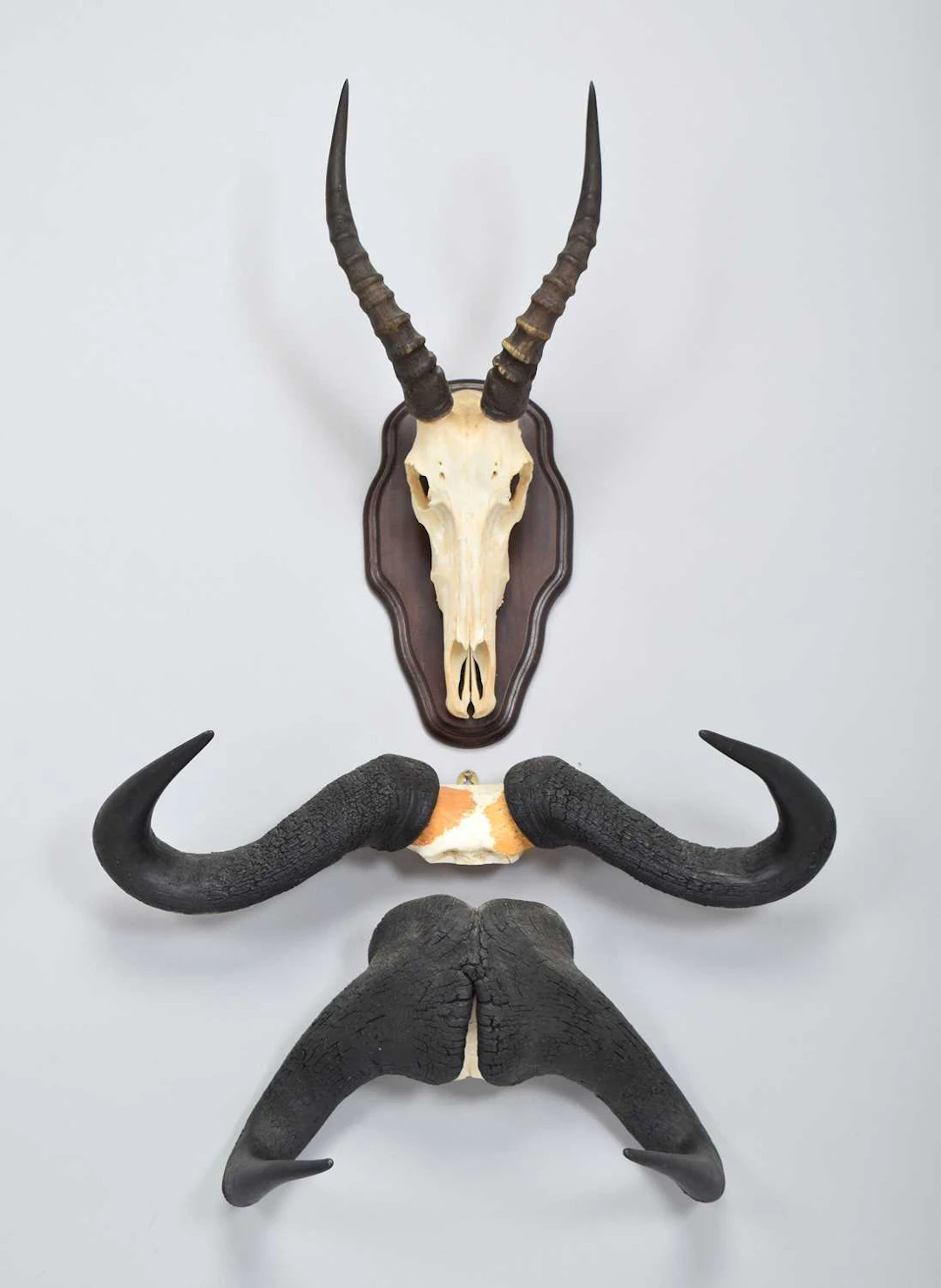 Skulls/Horns: A Group of African Game Trophy Horns, 1999-2003, South Africa