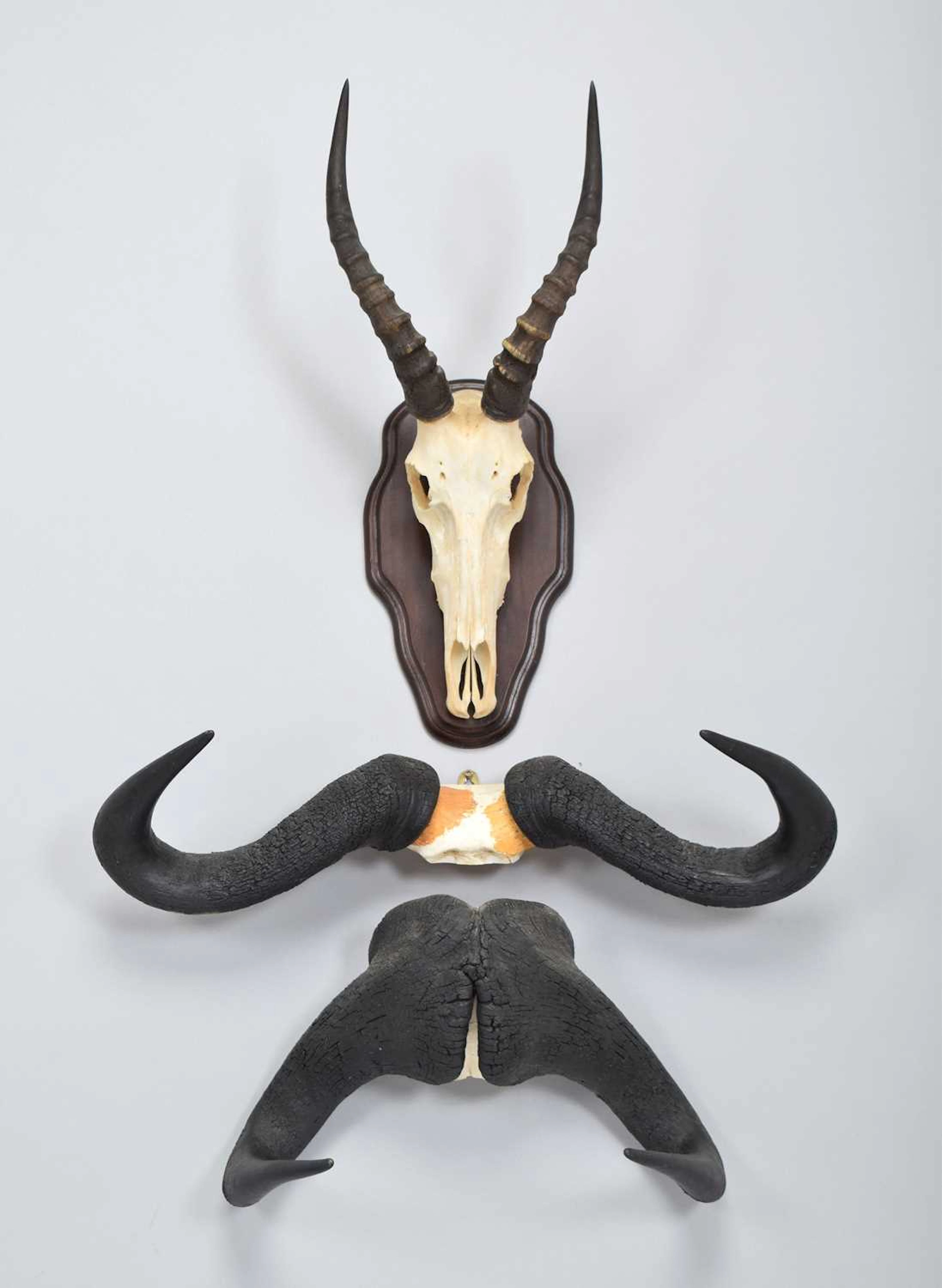 Skulls/Horns: A Group of African Game Trophy Horns, 1999-2003, South Africa