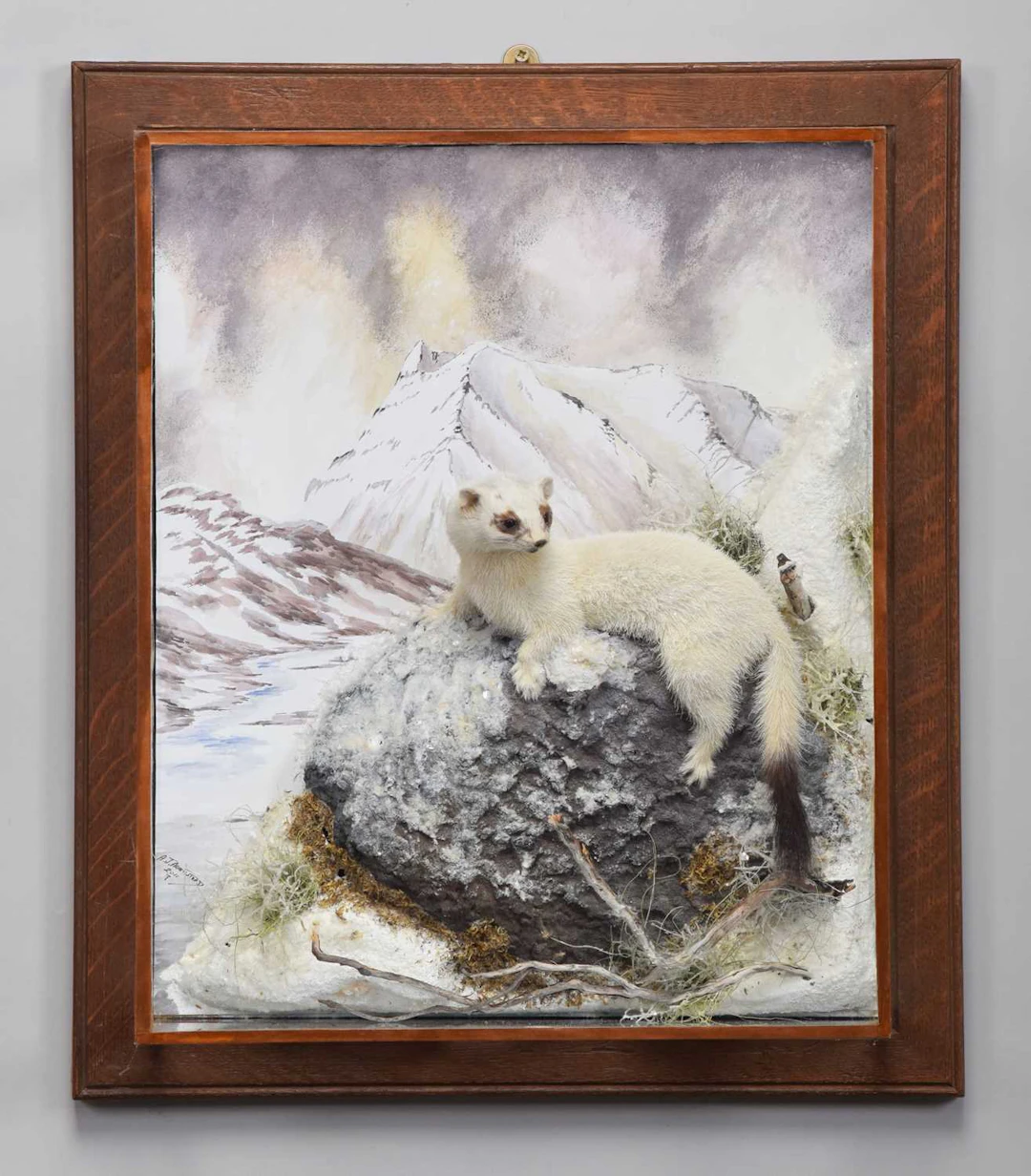 Taxidermy: A Wall Cased Ermine (Mustela erminea), dated 2011, by A.J.