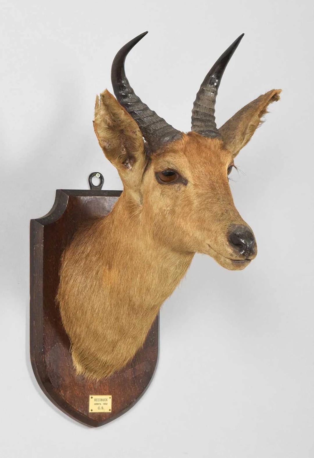 Taxidermy: Mountain Reedbuck (Redunca fulvorufula), dated 1932, by