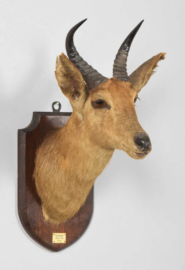 Taxidermy: Mountain Reedbuck (Redunca fulvorufula), dated 1932, by