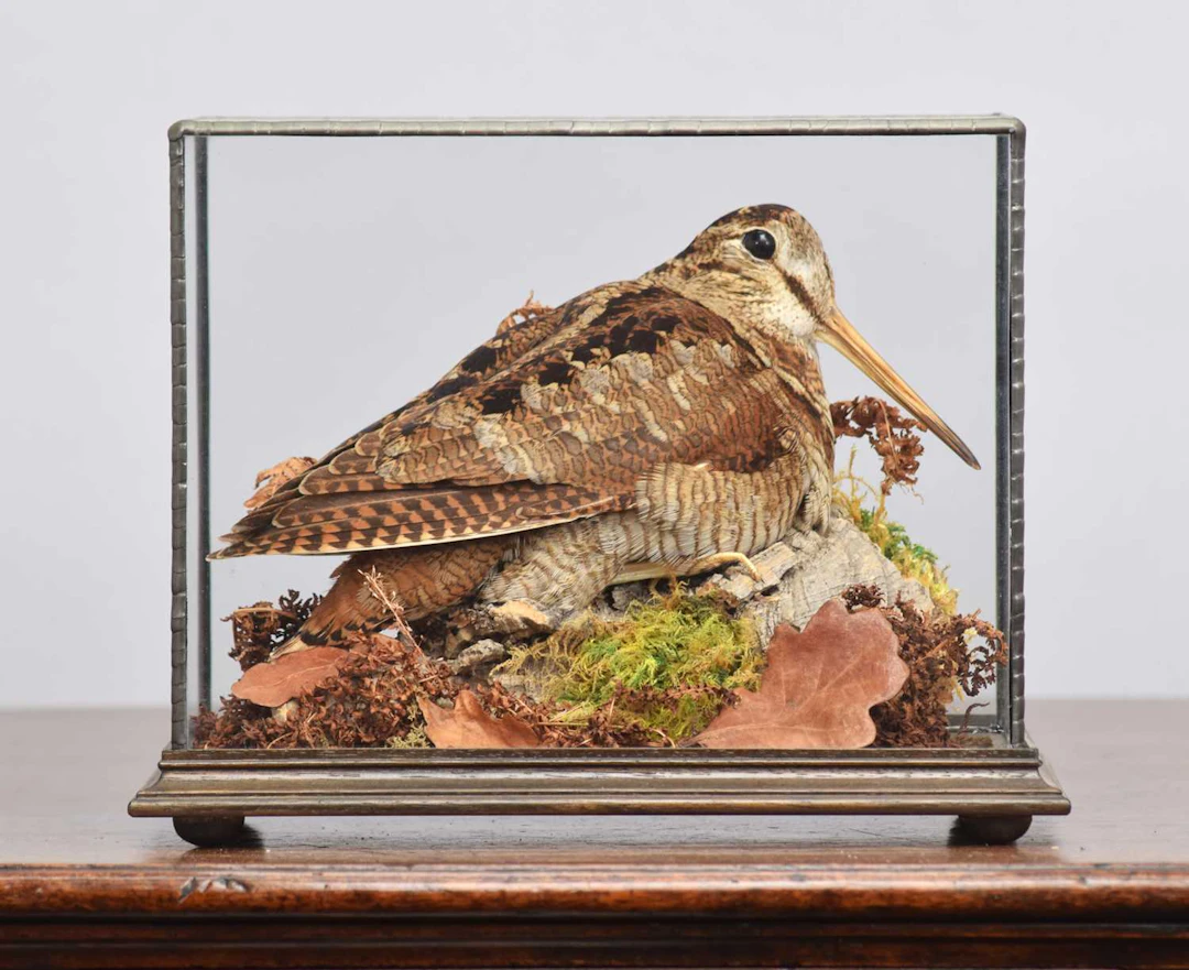 Taxidermy: A Cased European Woodcock (Scolopax rusticola), modern