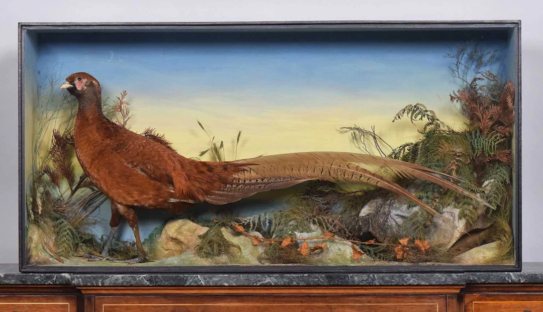 Taxidermy: A Late Victorian Cased Golden and Ring-necked Pheasant