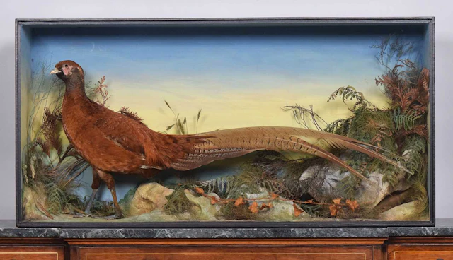 Taxidermy: A Late Victorian Cased Golden and Ring-necked Pheasant