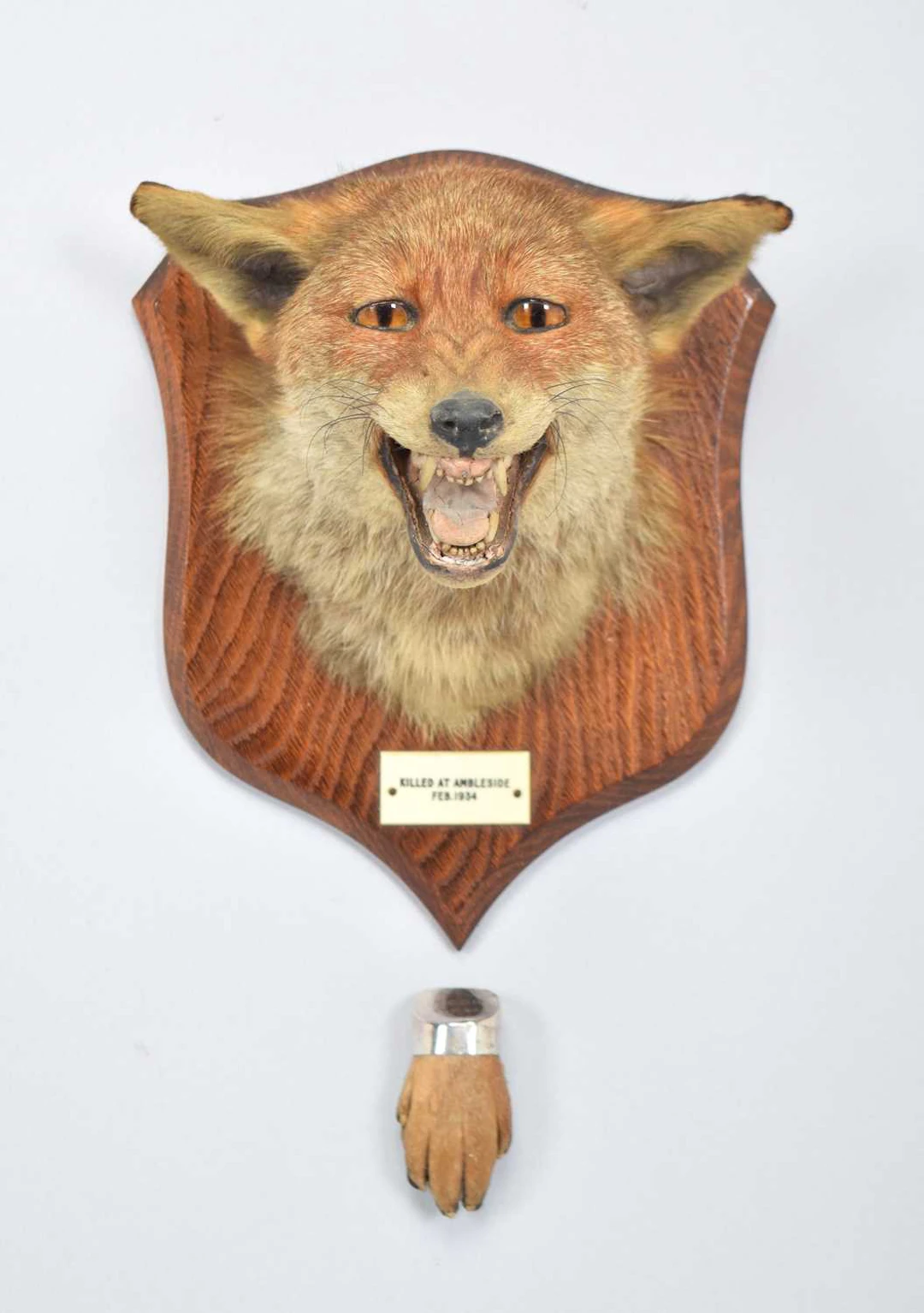 Taxidermy: Red Fox Mask (Vulpes vulpes), dated 1934, by Peter Spicer
