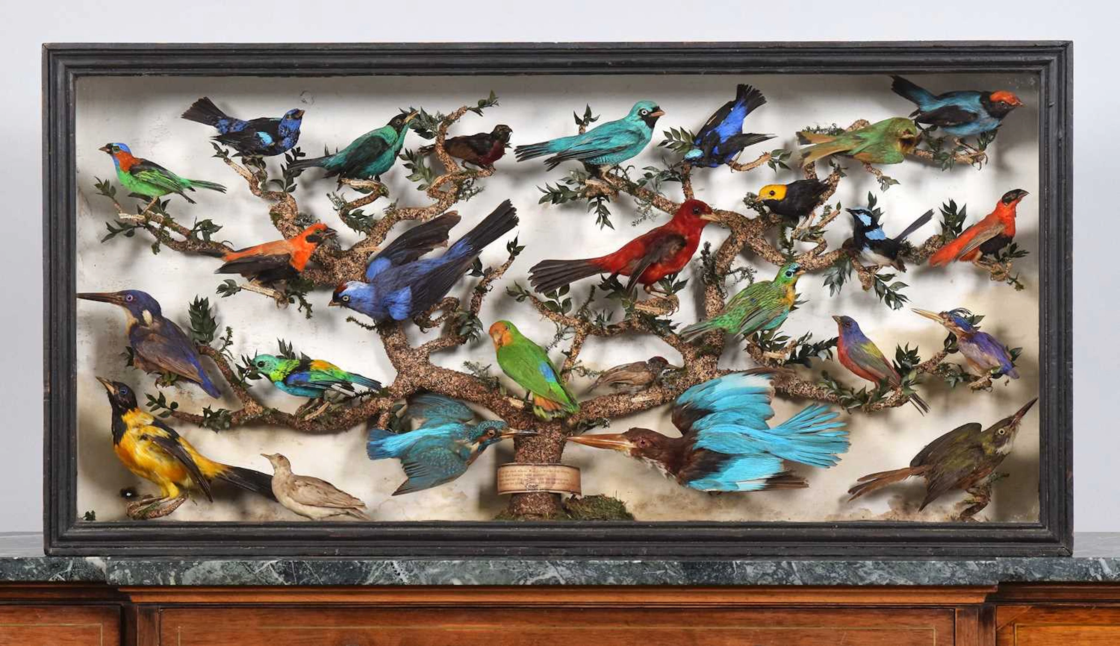 Taxidermy: A Cased Collection of Tropical Birds Native to Europe Africa