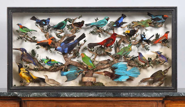 Taxidermy: A Cased Collection of Tropical Birds Native to Europe Africa