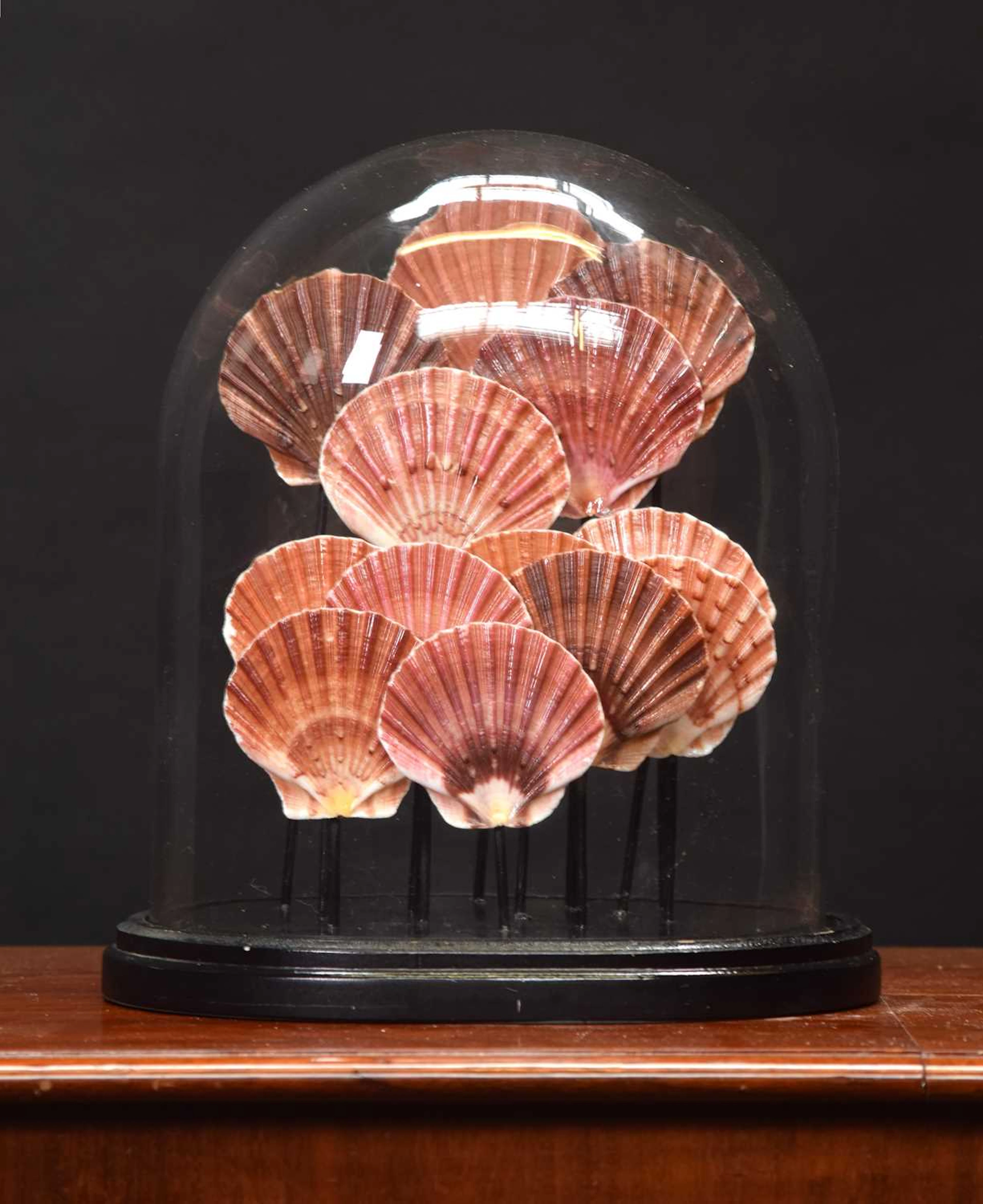 Conchology: A Display of Purple and Pink Scallop Shells, modern