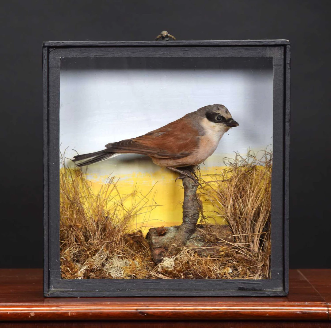 Taxidermy: A Late Victorian Cased Red-backed Shrike (Lanius collurio)