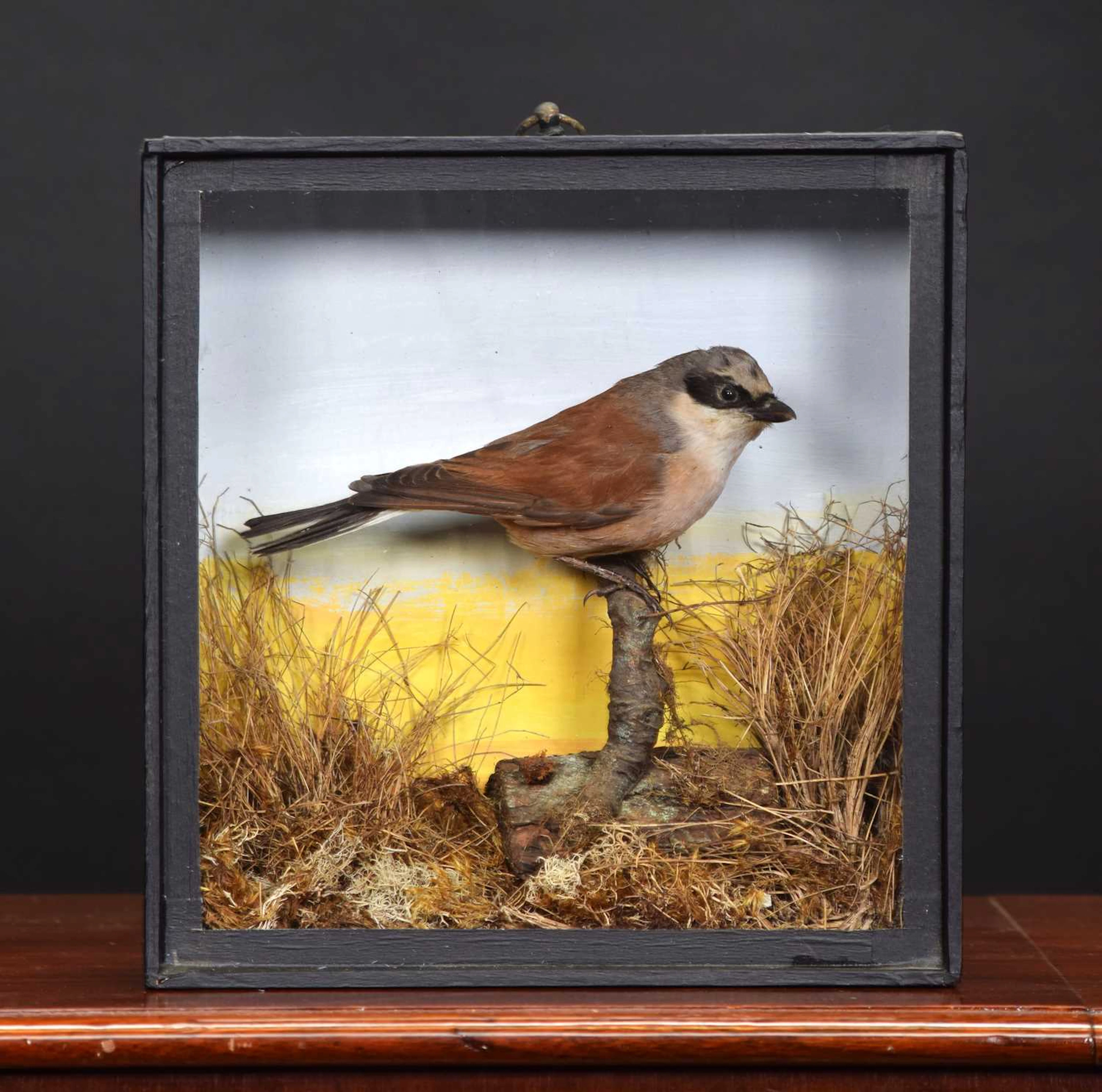 Taxidermy: A Late Victorian Cased Red-backed Shrike (Lanius collurio)