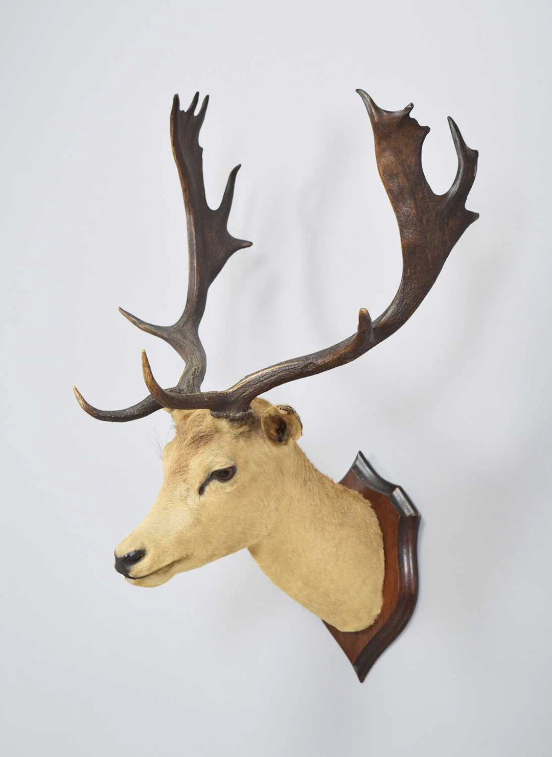 Taxidermy: Fallow Deer (Dama dama), early 20th century, by Henry Murray