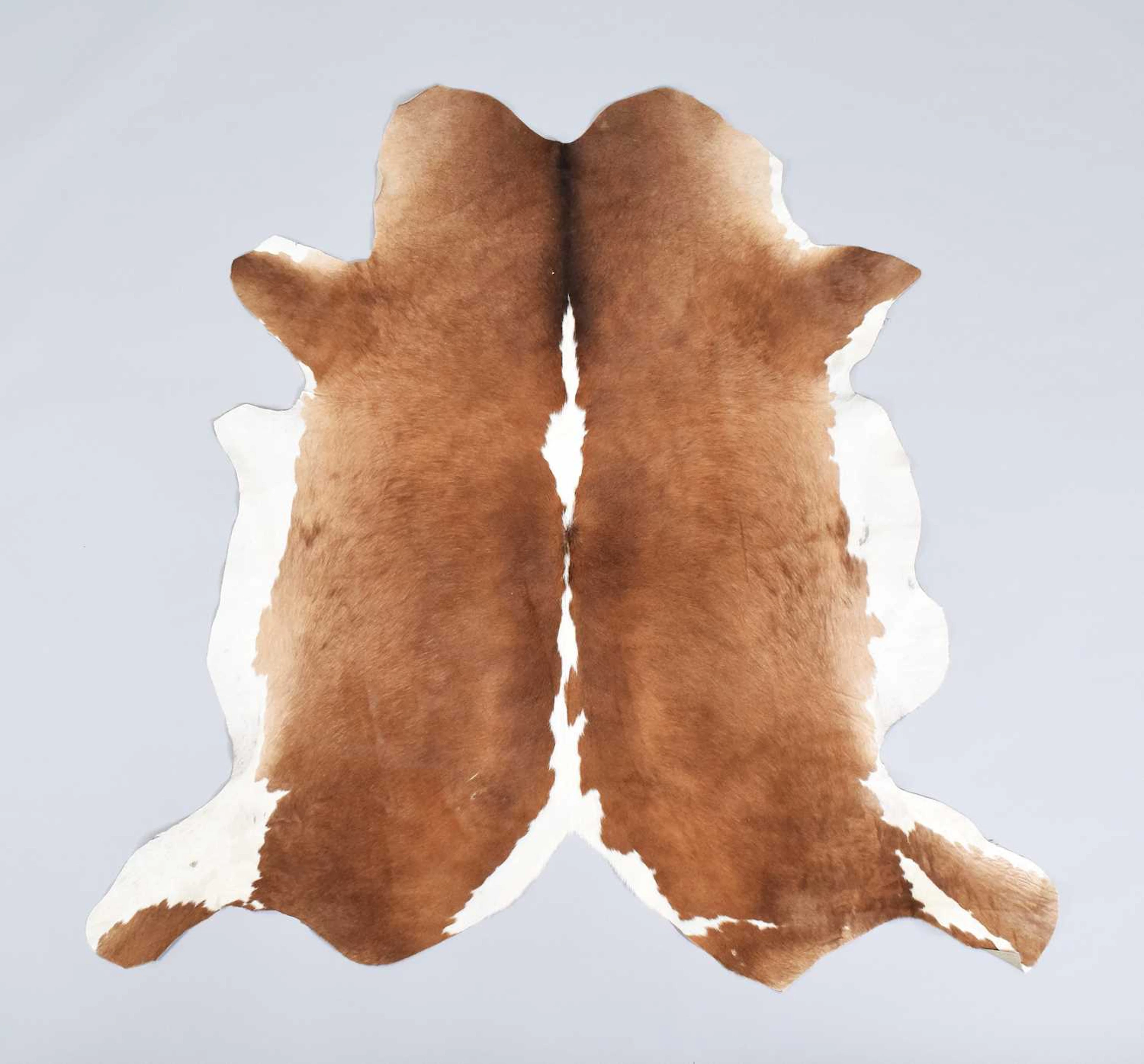Hides/Skins: Nguni Cow Hide Rug, (Bos taurus), modern, South Africa