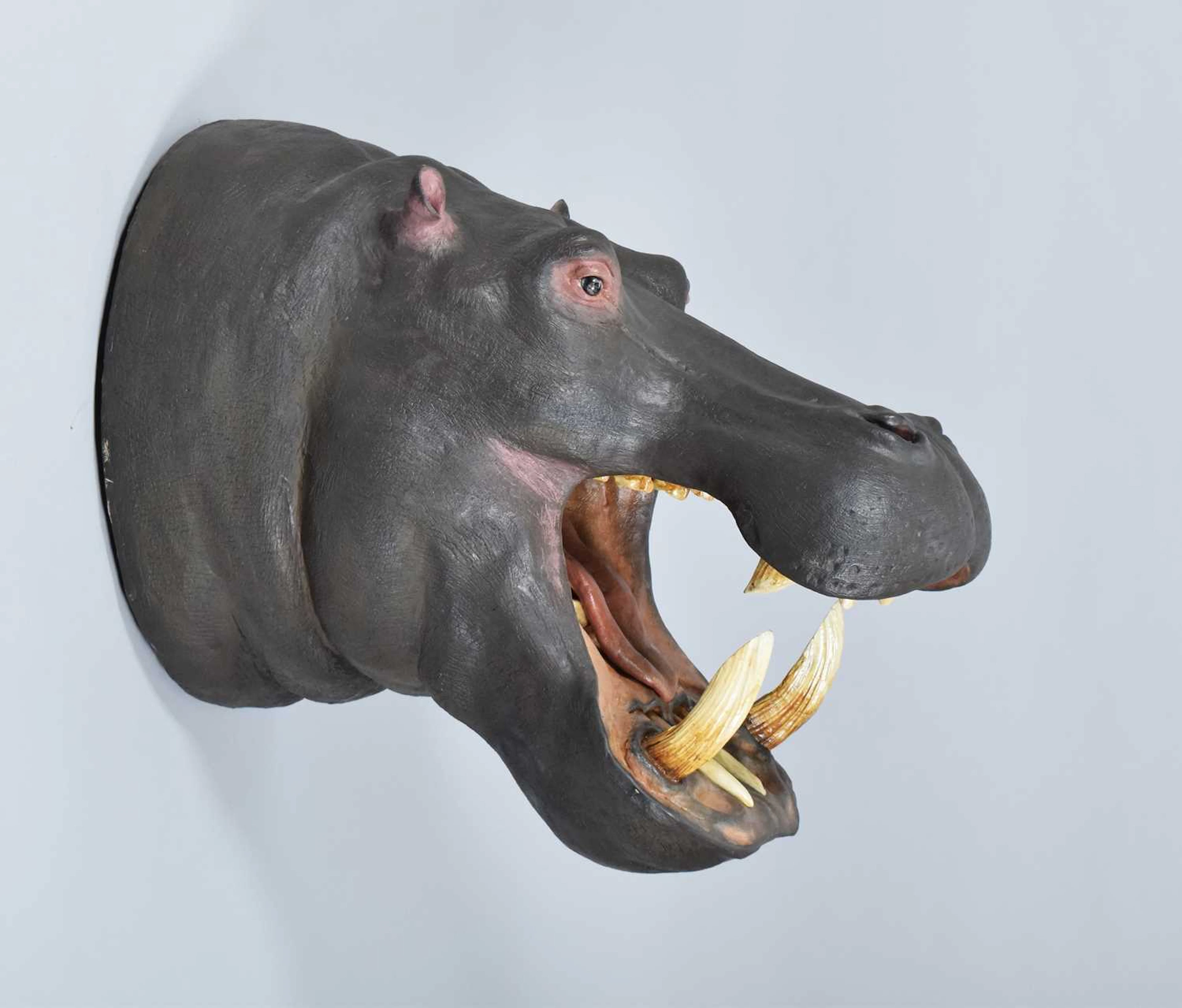 Taxidermy: A Recreation of an African Hippopotamus (Hippopotamus amphibius)