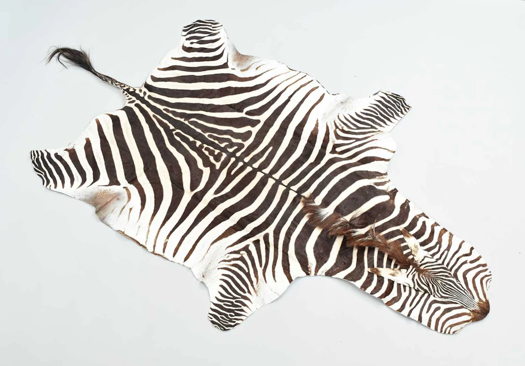 Skins/Hides: Burchell's or Plain's Zebra Hide Rug (Equus quagga)