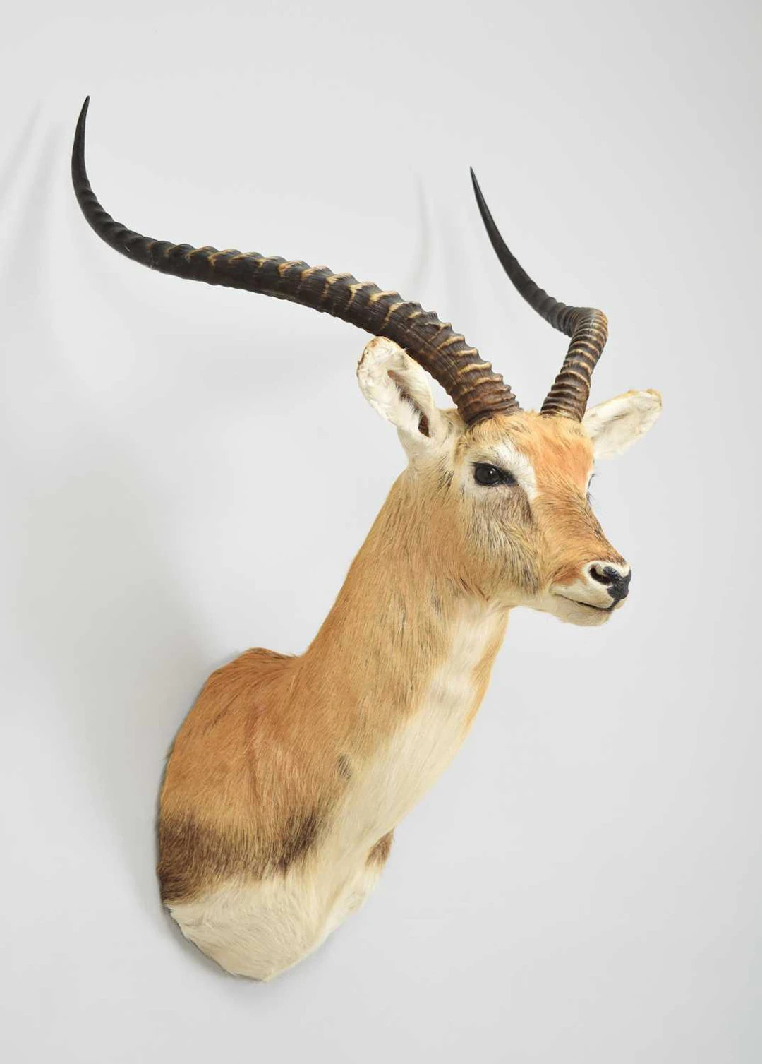 Taxidermy: Kafue Lechwe (Kobus leche kafuensis, modern, by Colin Dunton