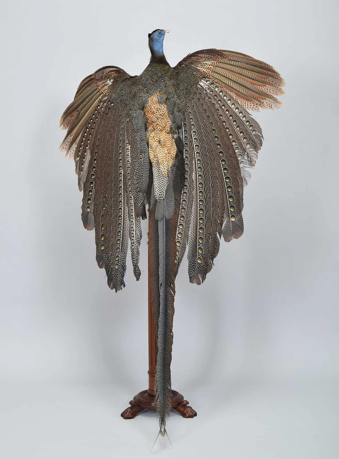 Taxidermy: A Great Argus Pheasant (Argusianus argus), circa 1980