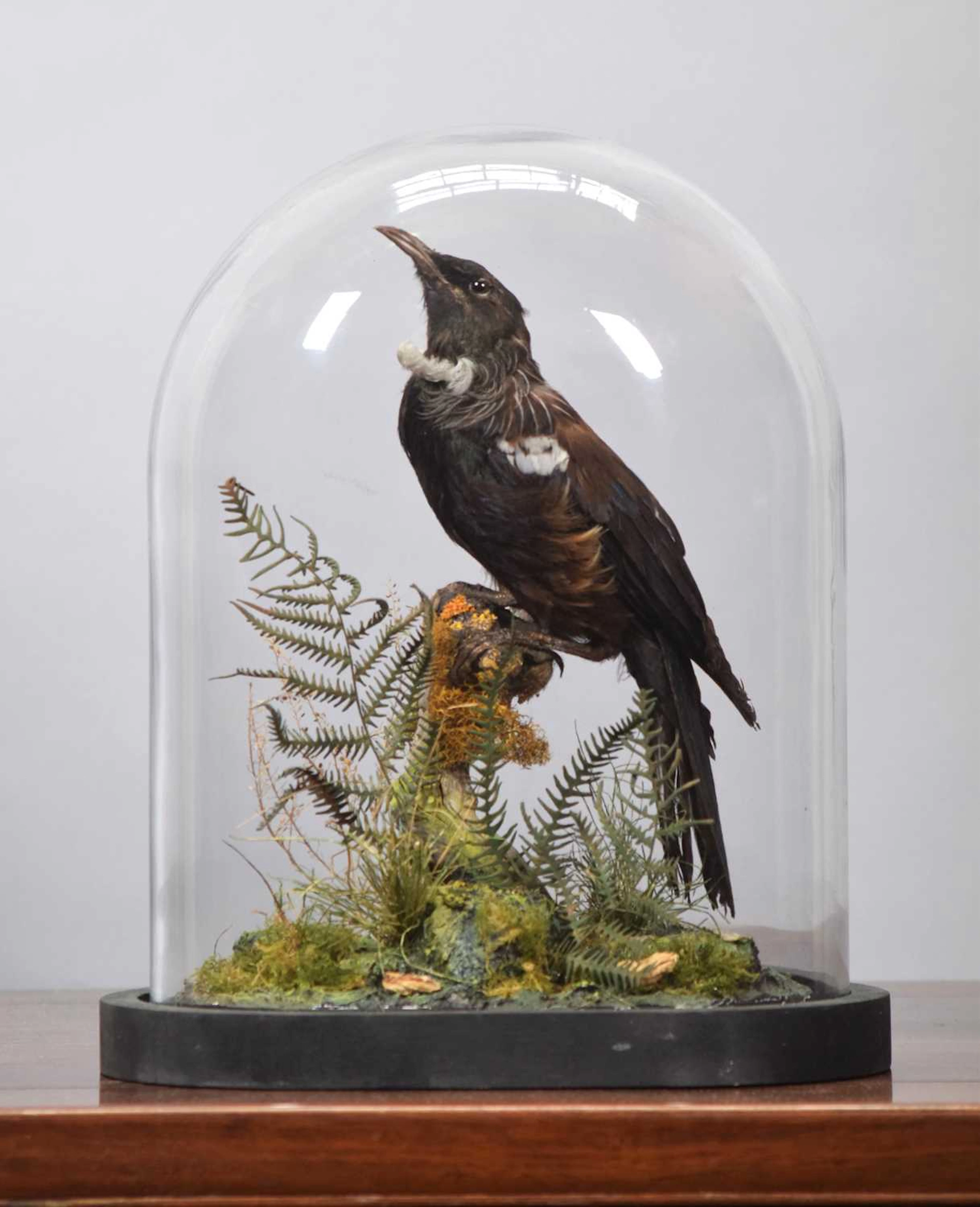 Taxidermy: A Late Victorian New Zealand Tūī or Parson's Bird (Prosthemadera