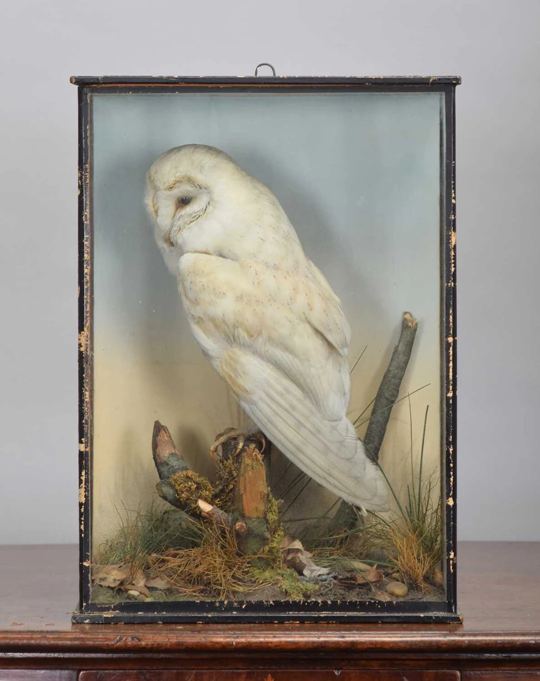 Taxidermy: A Cased Barn Owl (Tyto alba), early 20th century, in the