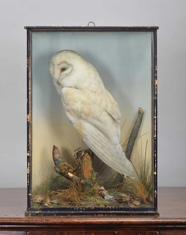 Taxidermy: A Cased Barn Owl (Tyto alba), early 20th century, in the