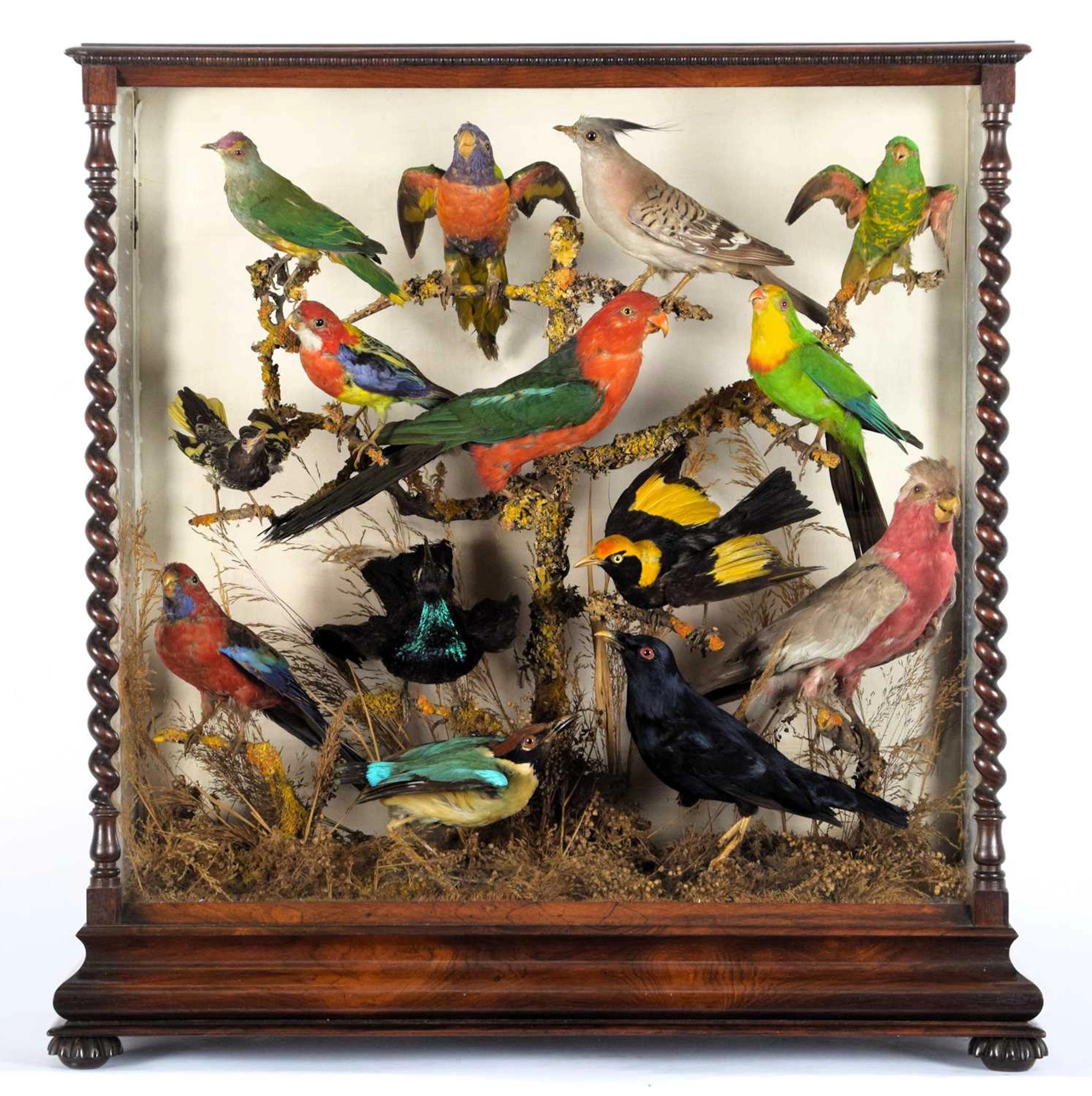 Taxidermy: A Victorian Cased Display of Australian Birds, circa 1870-1900