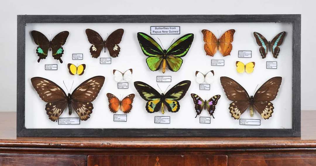 Entomology: A Framed Display of World Butterflies, modern