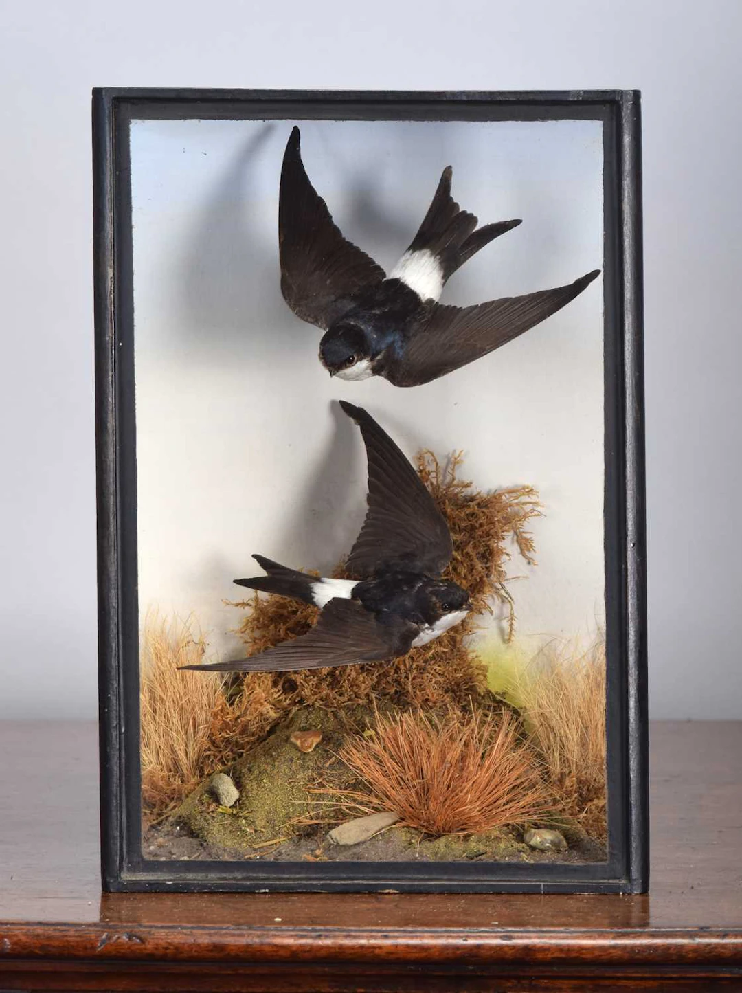 Taxidermy: A Cased Pair of House Martins (Delichon urbica), modern