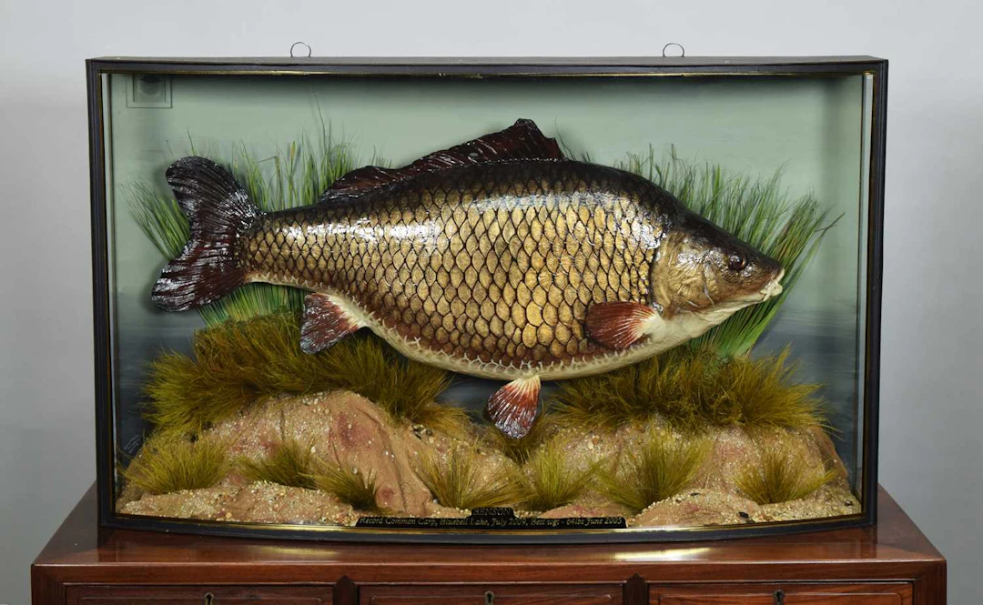 Taxidermy: A Cased Cast of The Record Common Carp "Benson" (Cyprinus