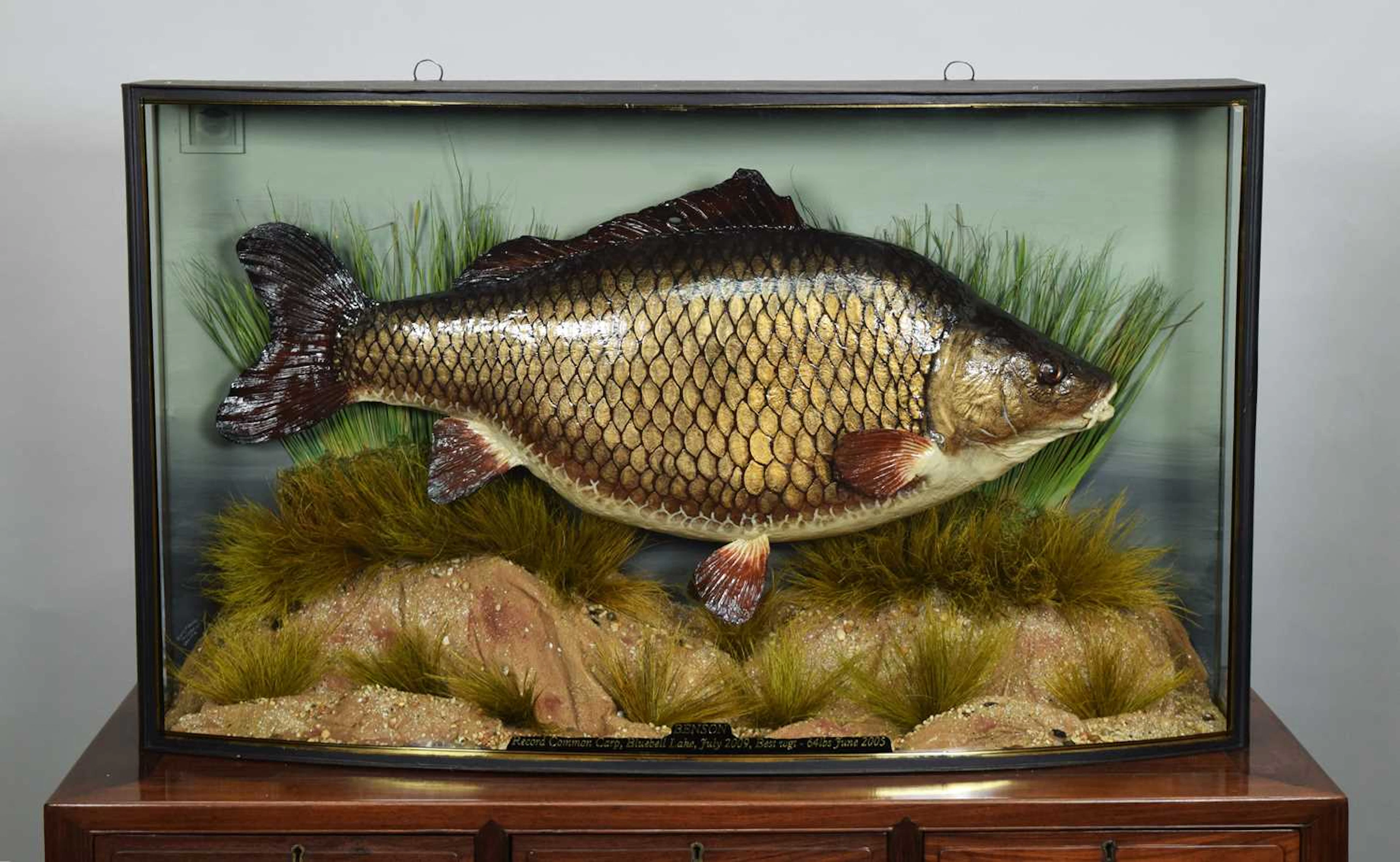 Taxidermy: A Cased Cast of The Record Common Carp "Benson" (Cyprinus