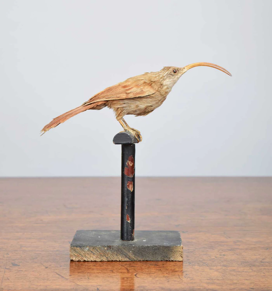 Taxidermy: Red-billed Sythebill (Campylorhamphus trochilirostris)