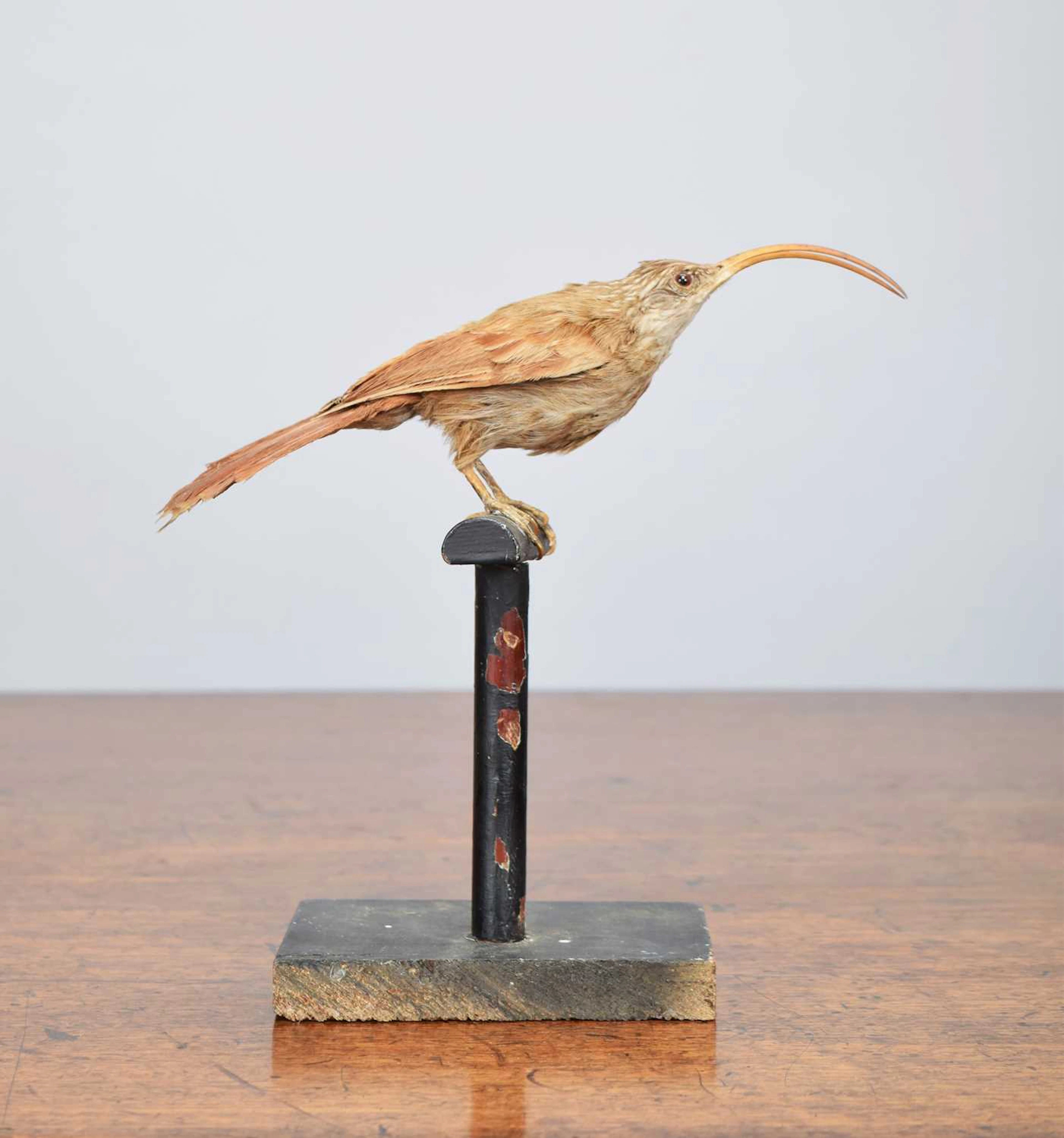 Taxidermy: Red-billed Sythebill (Campylorhamphus trochilirostris)