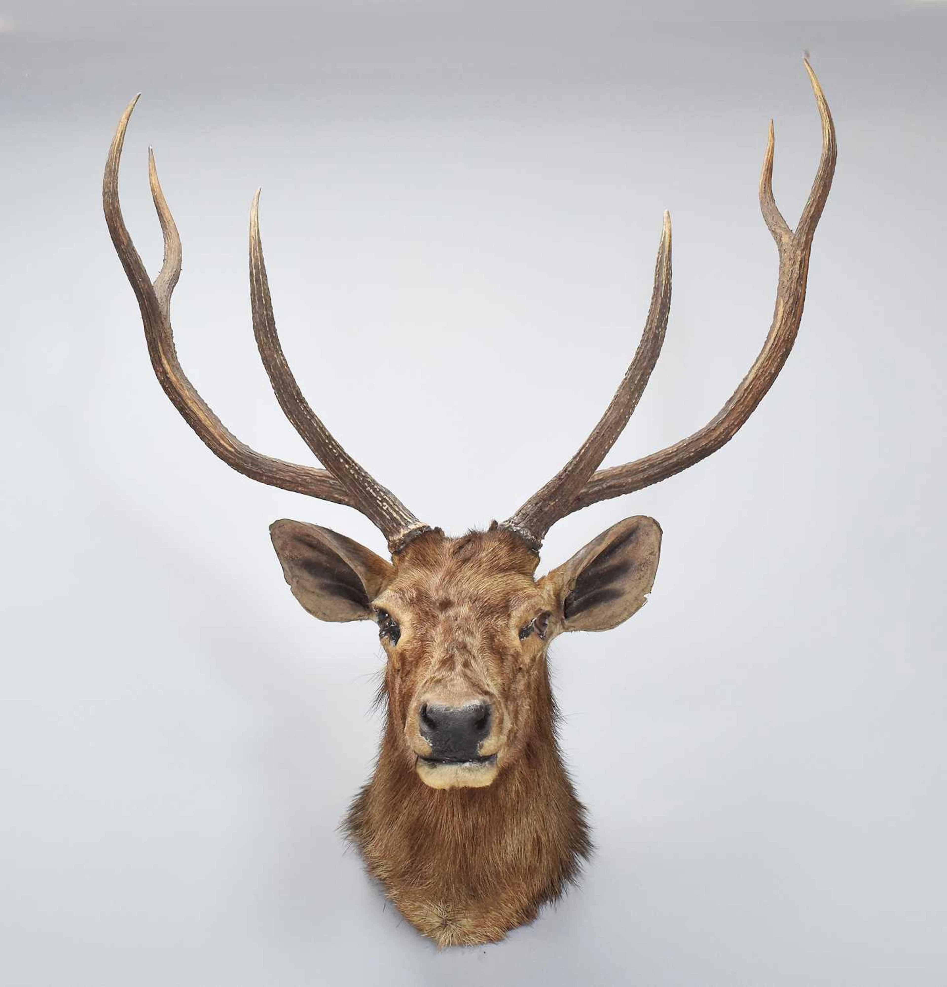 Taxidermy: Indian Sambar (Rusa unicolor), 1891-1921, by Rowland Ward