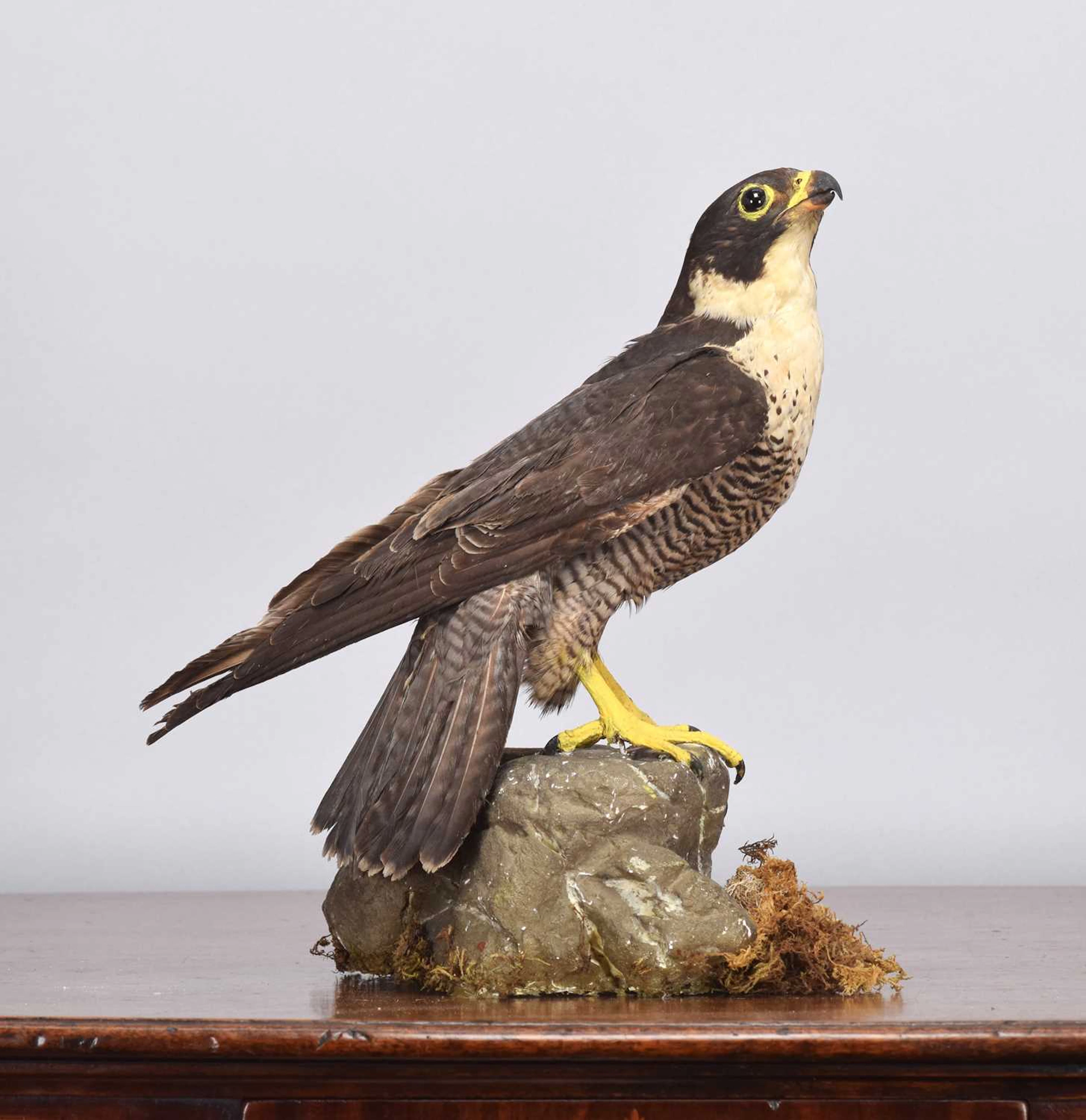 Taxidermy: Peregrine Falcon (Falco peregrinus), early 20th century