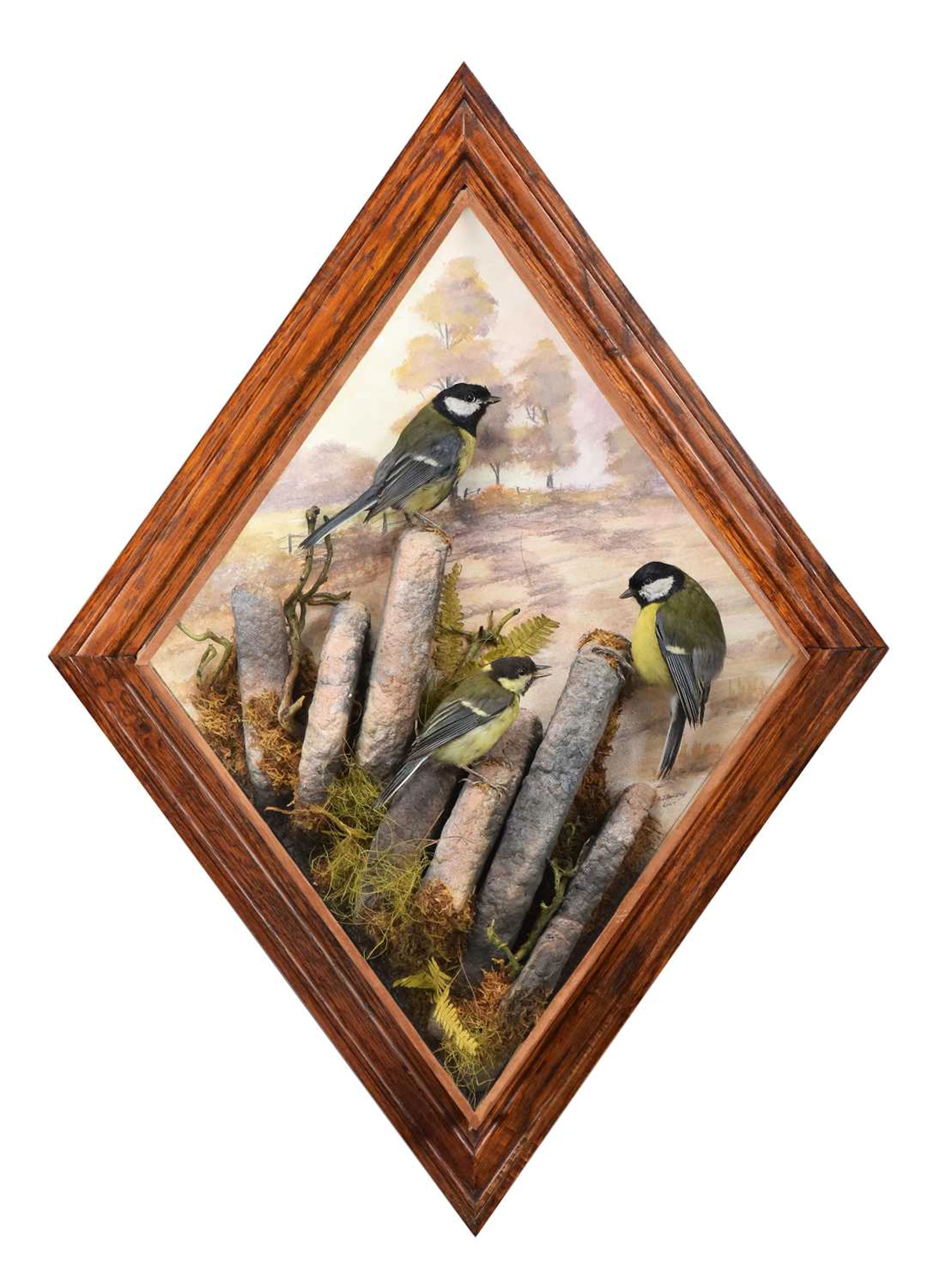 Taxidermy: A Wall Cased Trio of Great Tits (Parus major), dated 2007