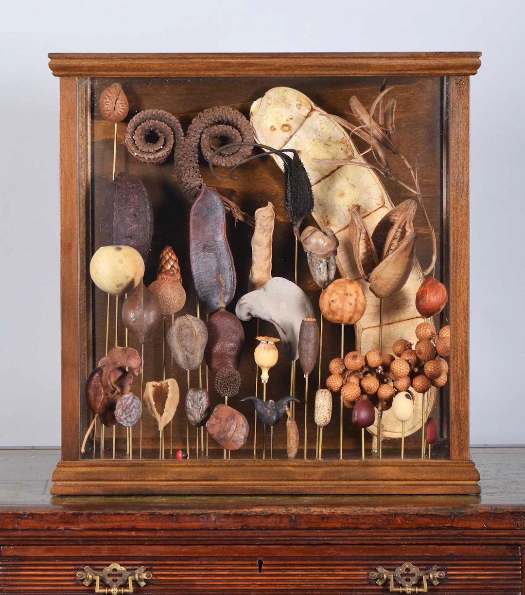 Natural History: A Glazed Display Case of Various Seed Pods, modern