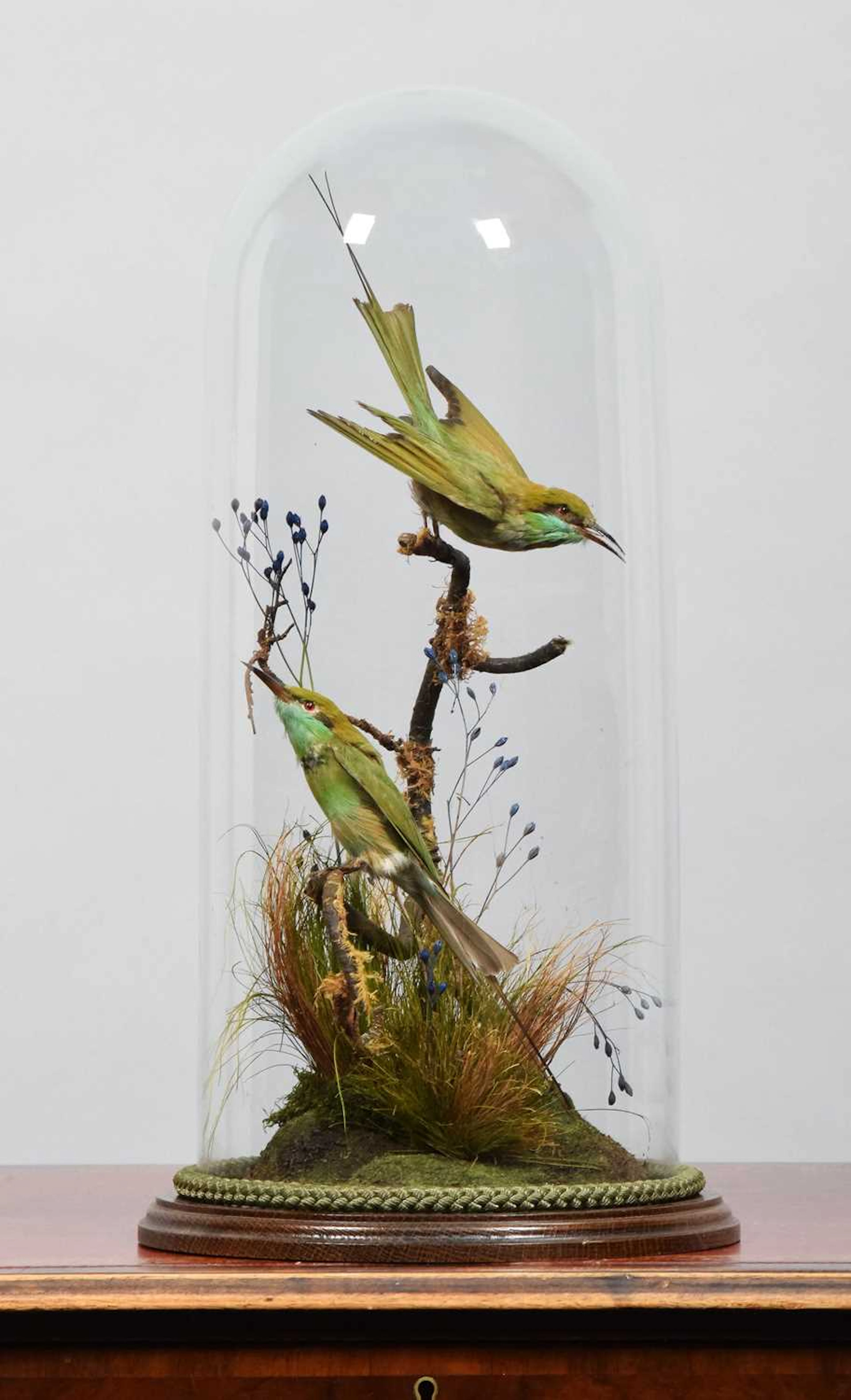 Taxidermy: A Pair of Asian Green Bee-eaters (Merops orientalis), early
