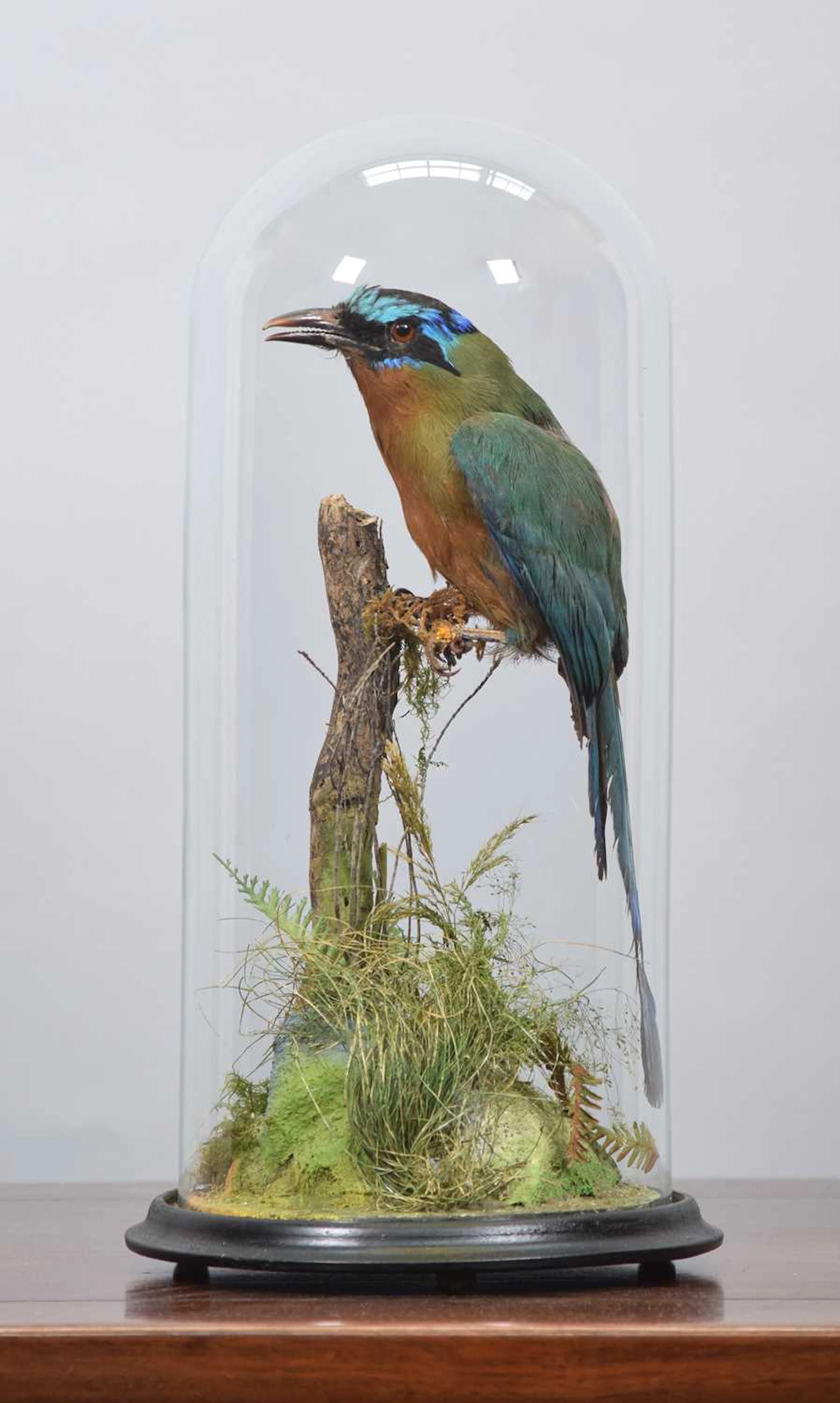 Taxidermy: A Late Victorian Trinidad Motmot (Momotus bahamensis)