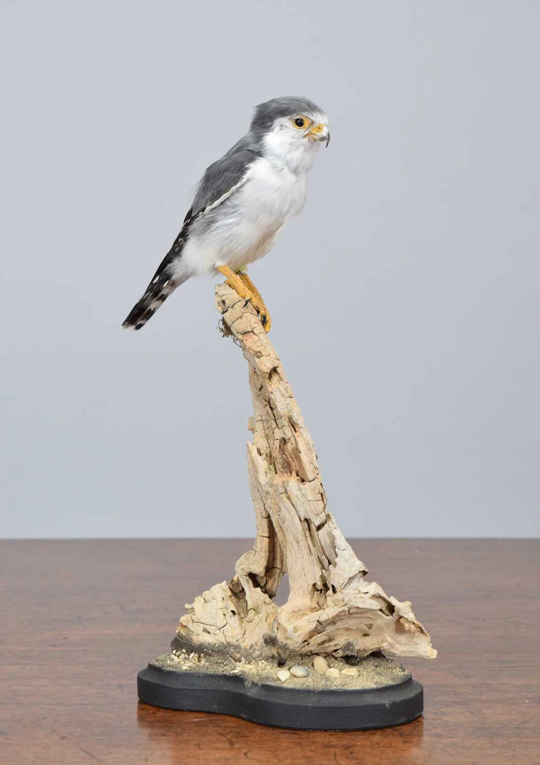 Taxidermy:, African Pygmy Falcon (Polihierax semitorquatus), (Polihierax