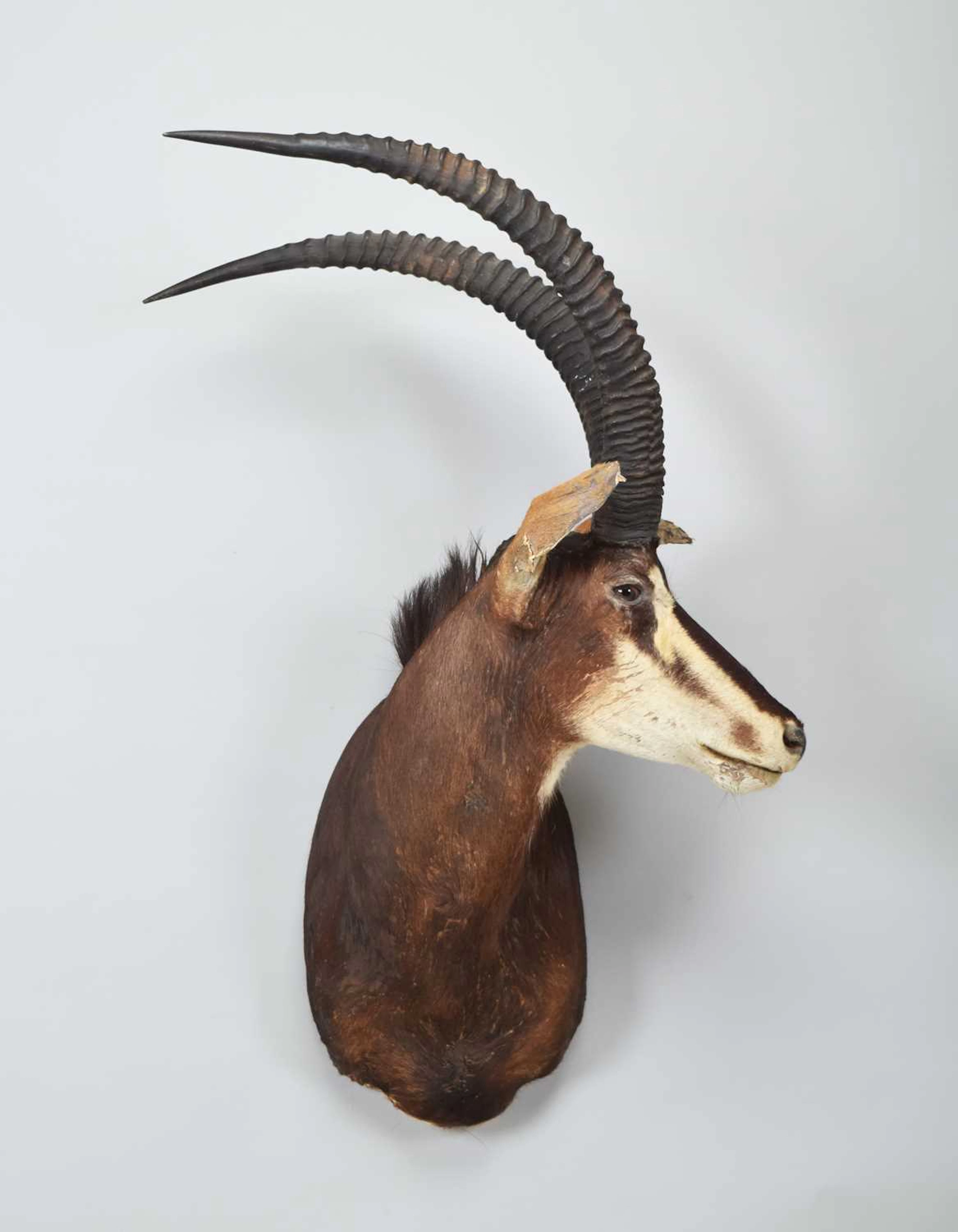 Taxidermy: Sable Antelope (hippotragus niger niger), modern, by Colin