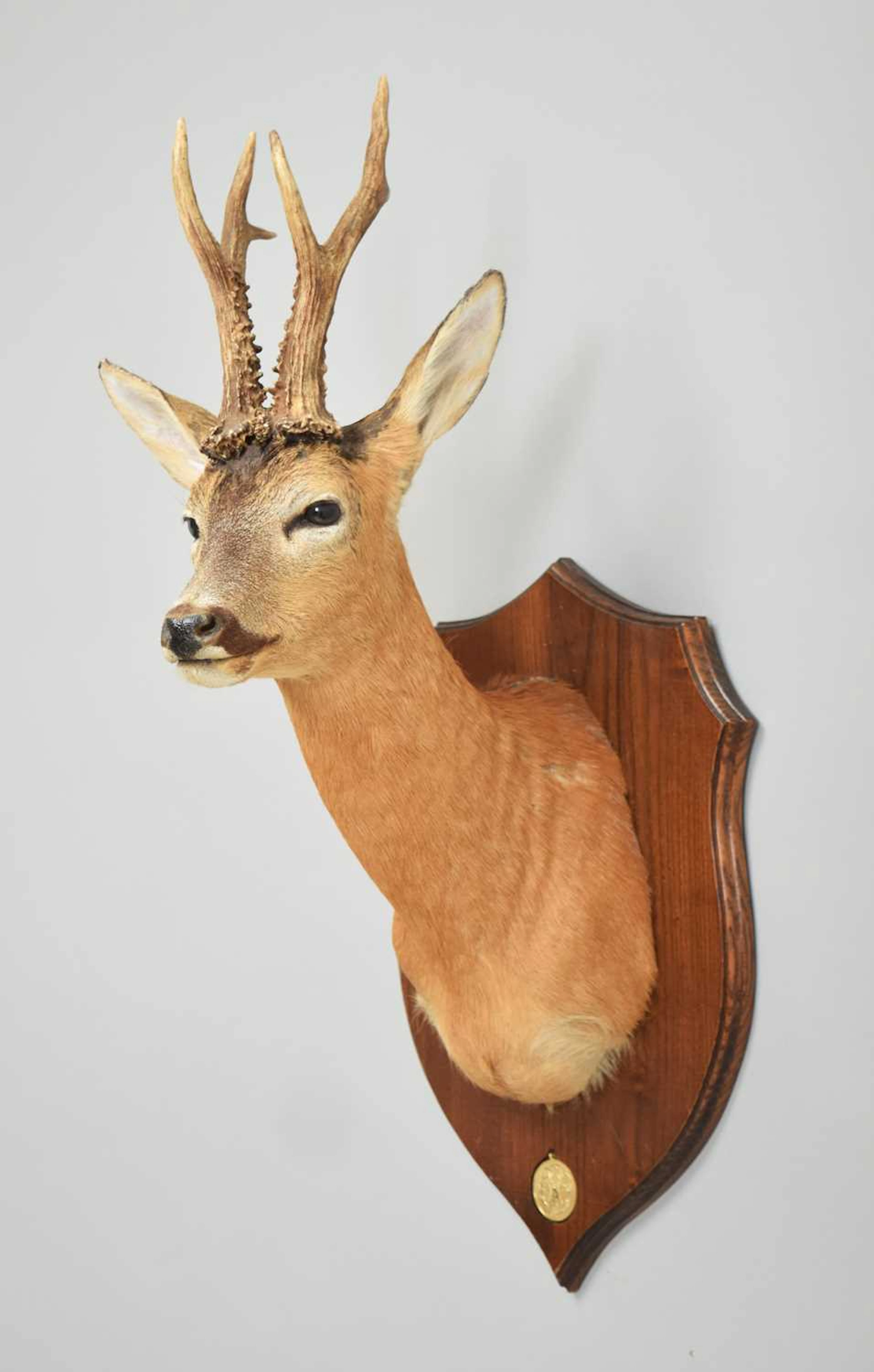 Taxidermy: A Gold Medal European Roebuck (Capreolus capreolus), circa