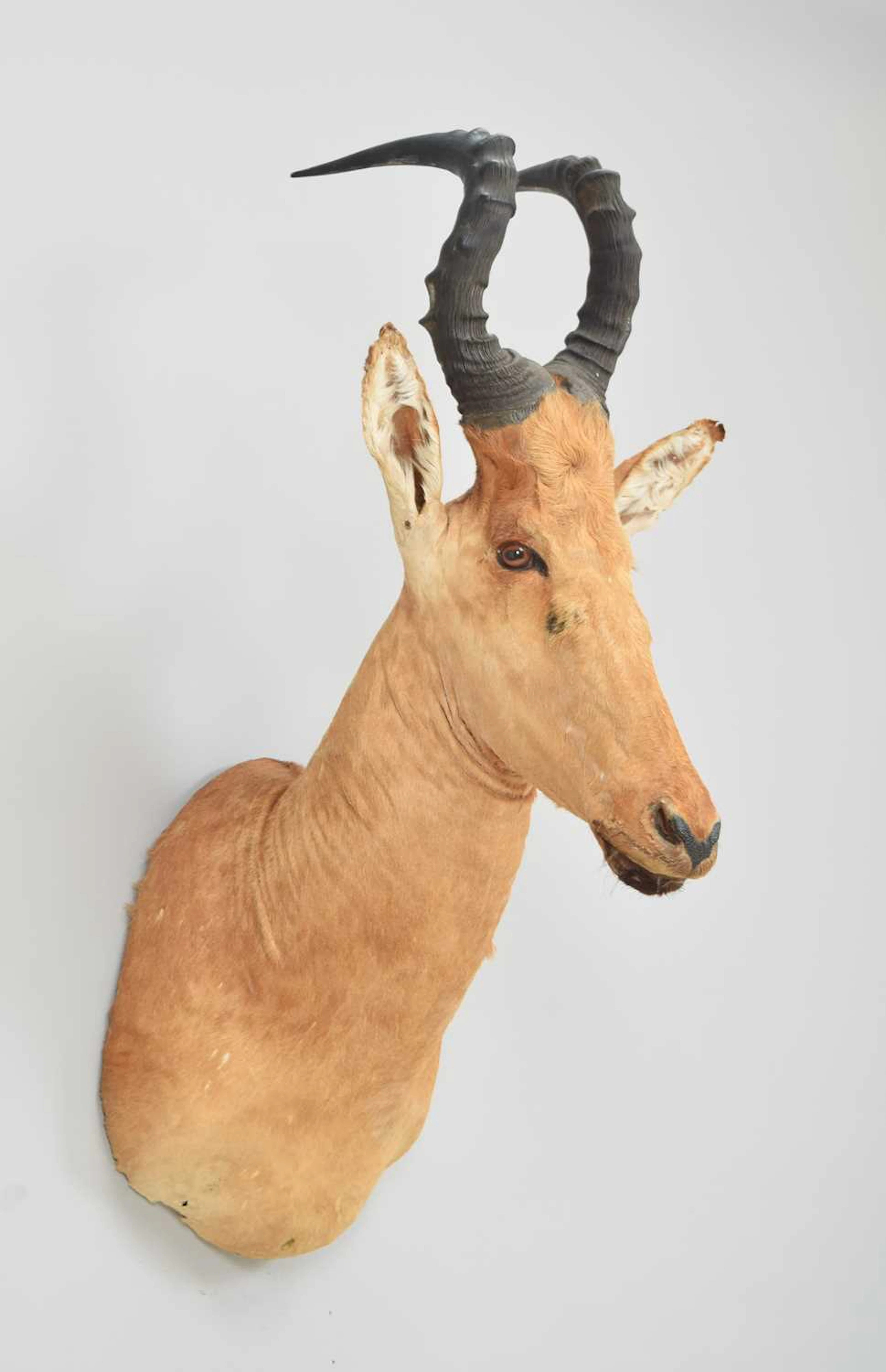 Taxidermy: Jacksons Hartebeest (Alcelaphus buselaphus lelwel), modern