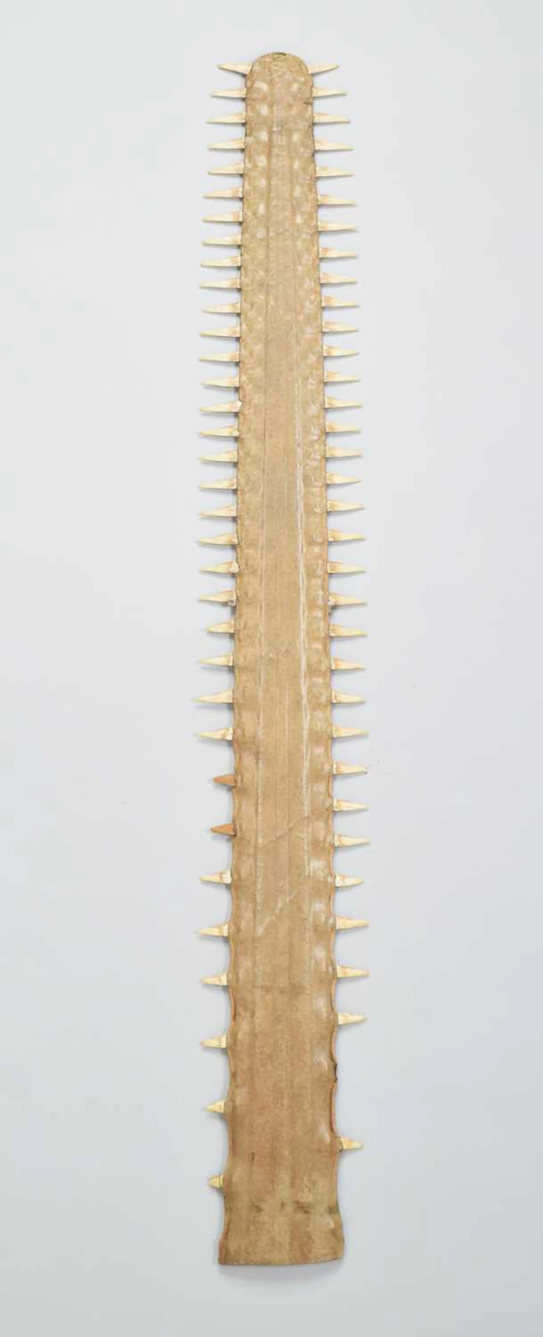 Natural History: A Late 19th Century Sawfish Rostrum (Pristidae spp)