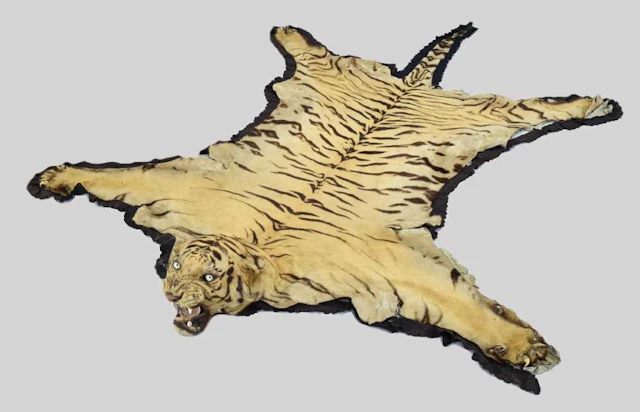 Taxidermy: Bengal Tiger Skin Rug (Panthera tigris tigris), dated 19th