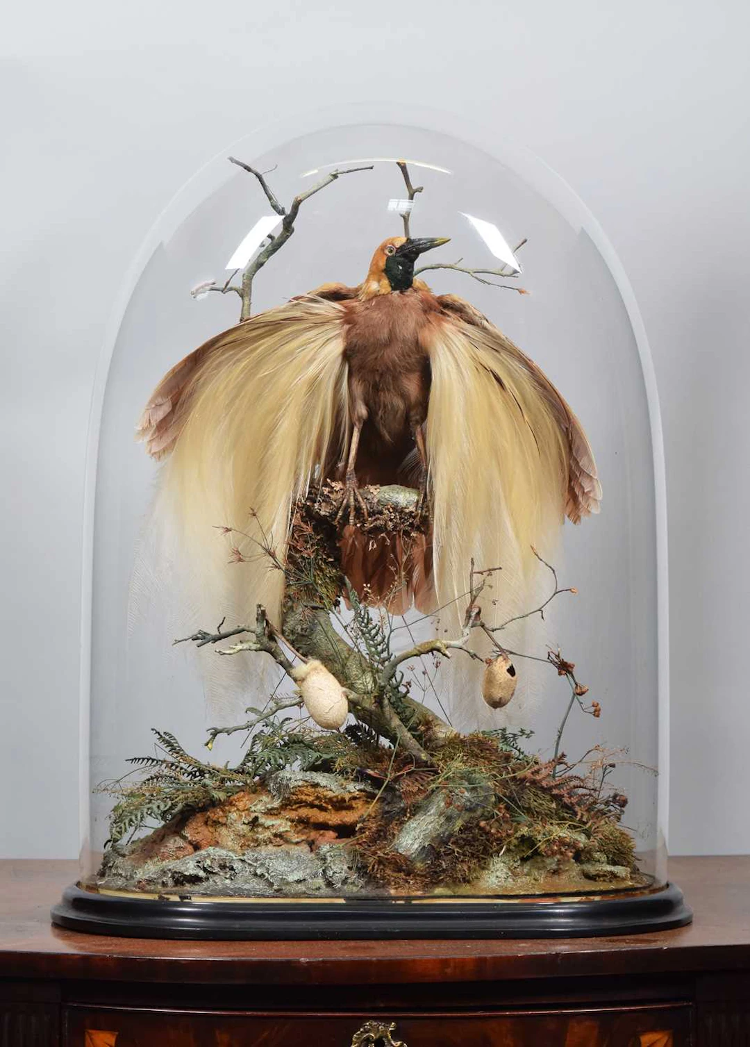 Taxidermy: A Late Victorian Count Raggiana Bird-of-Paradise (Paradisaea
