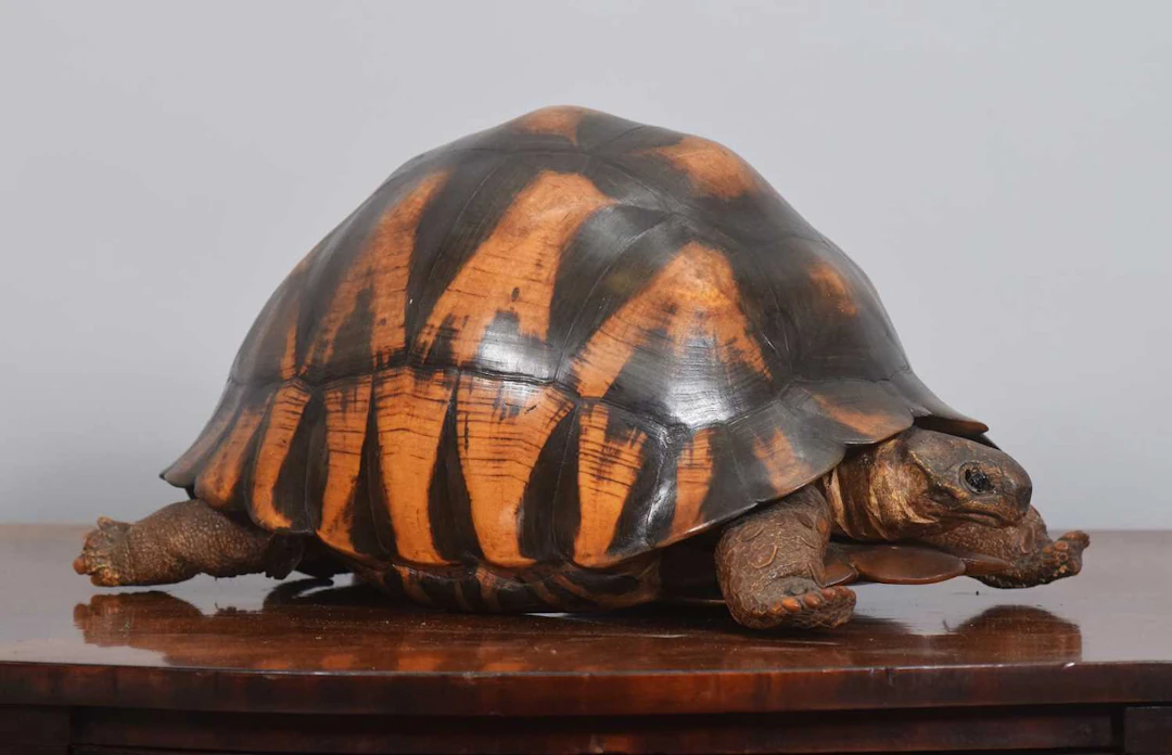 Taxidermy: A Late Victorian Radiated Tortoise (Astrochelys radiata)
