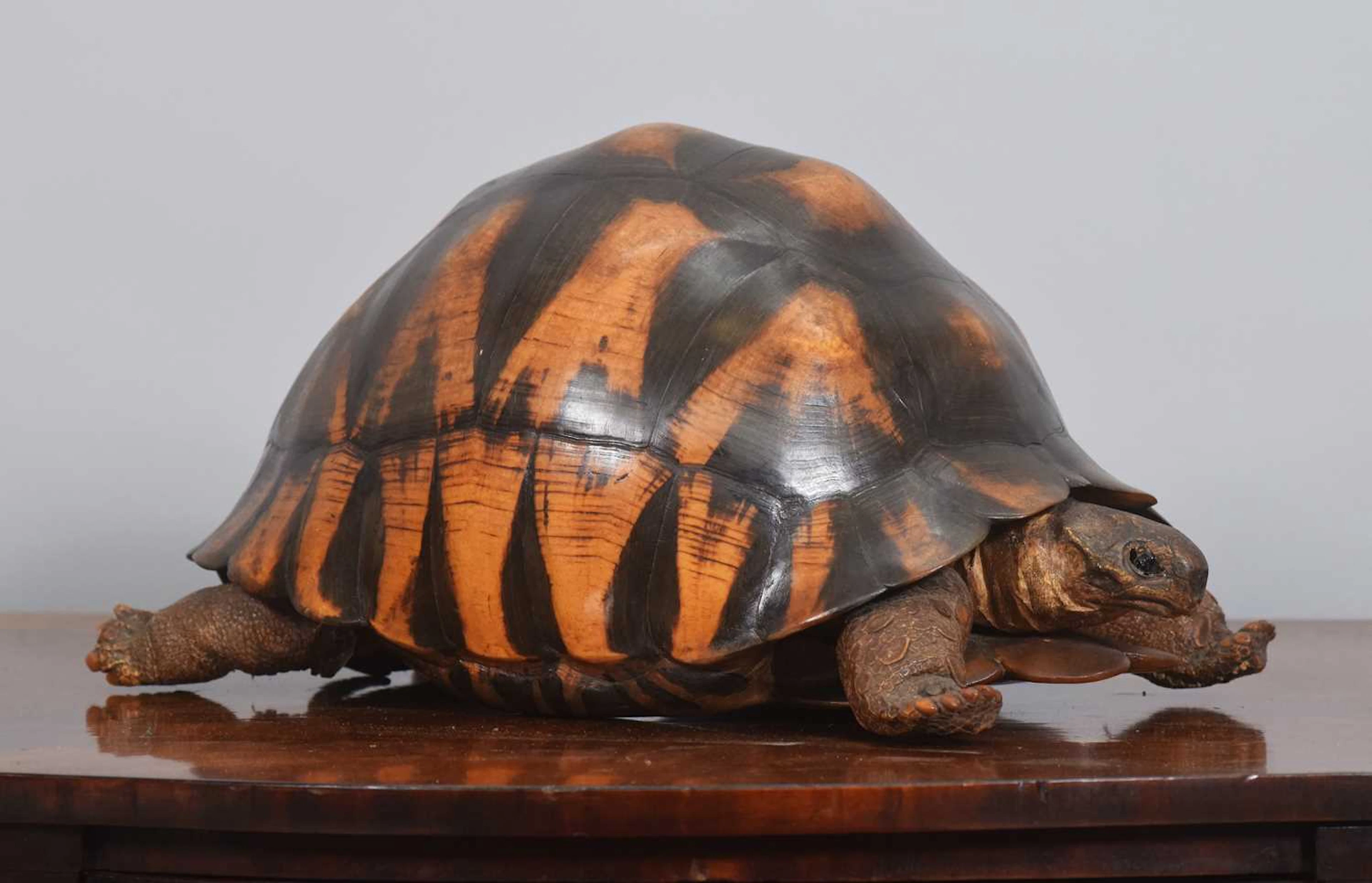 Taxidermy: A Late Victorian Radiated Tortoise (Astrochelys radiata)