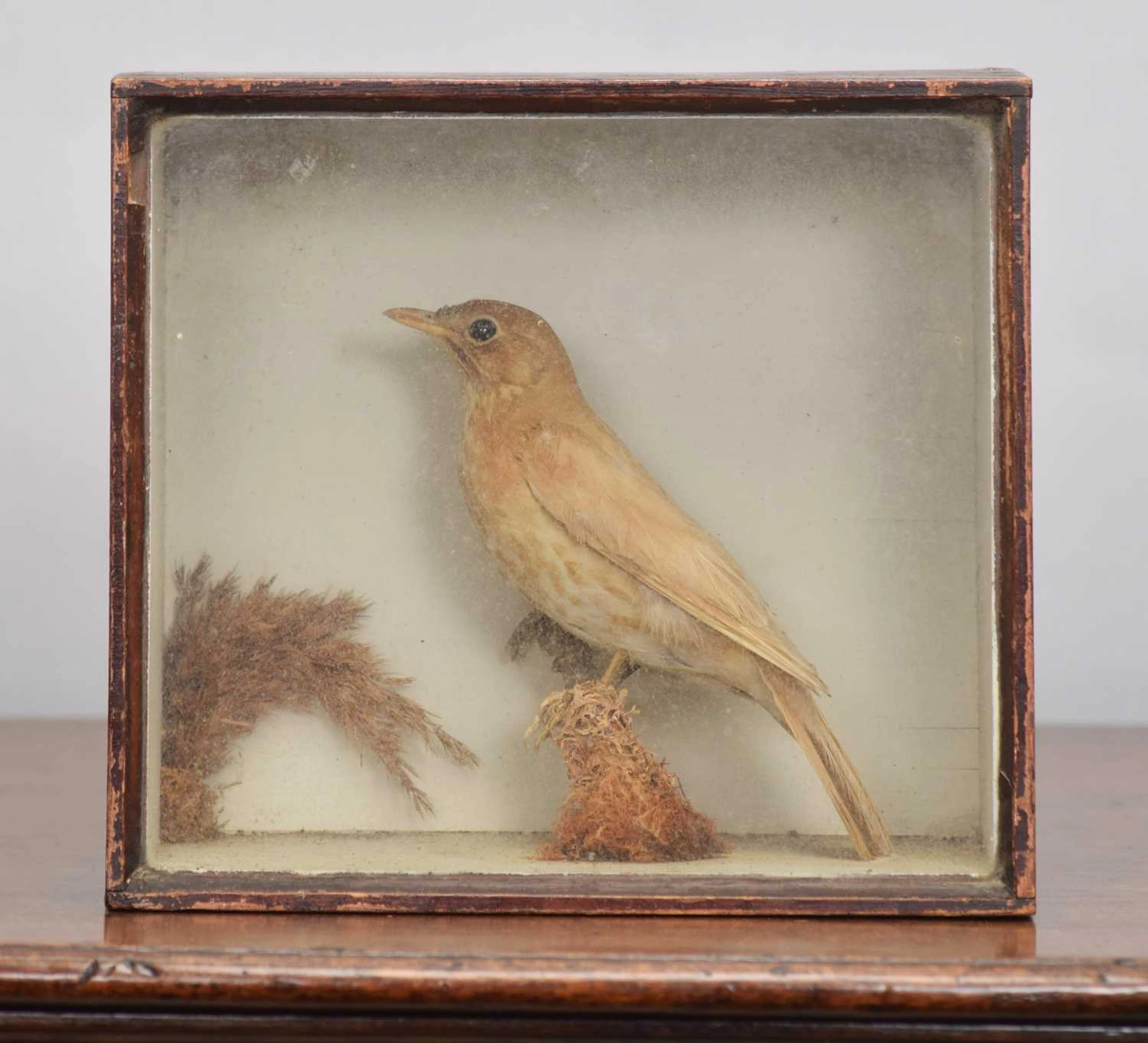 Taxidermy: A Victorian Cased Leucistic or Golden Song Thrush (Turdus