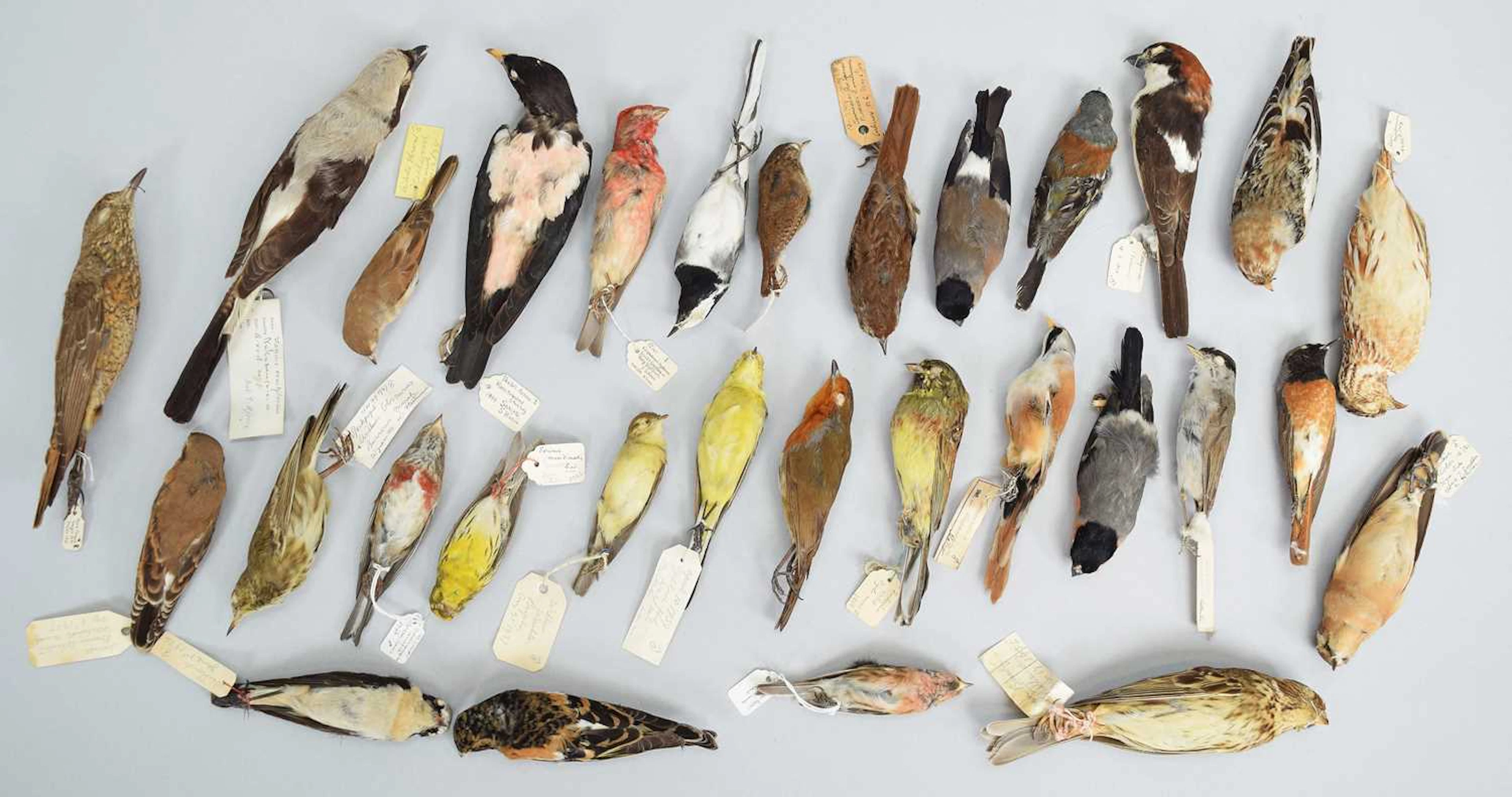 Taxidermy: A Collection of Various British & European Garden Songbird