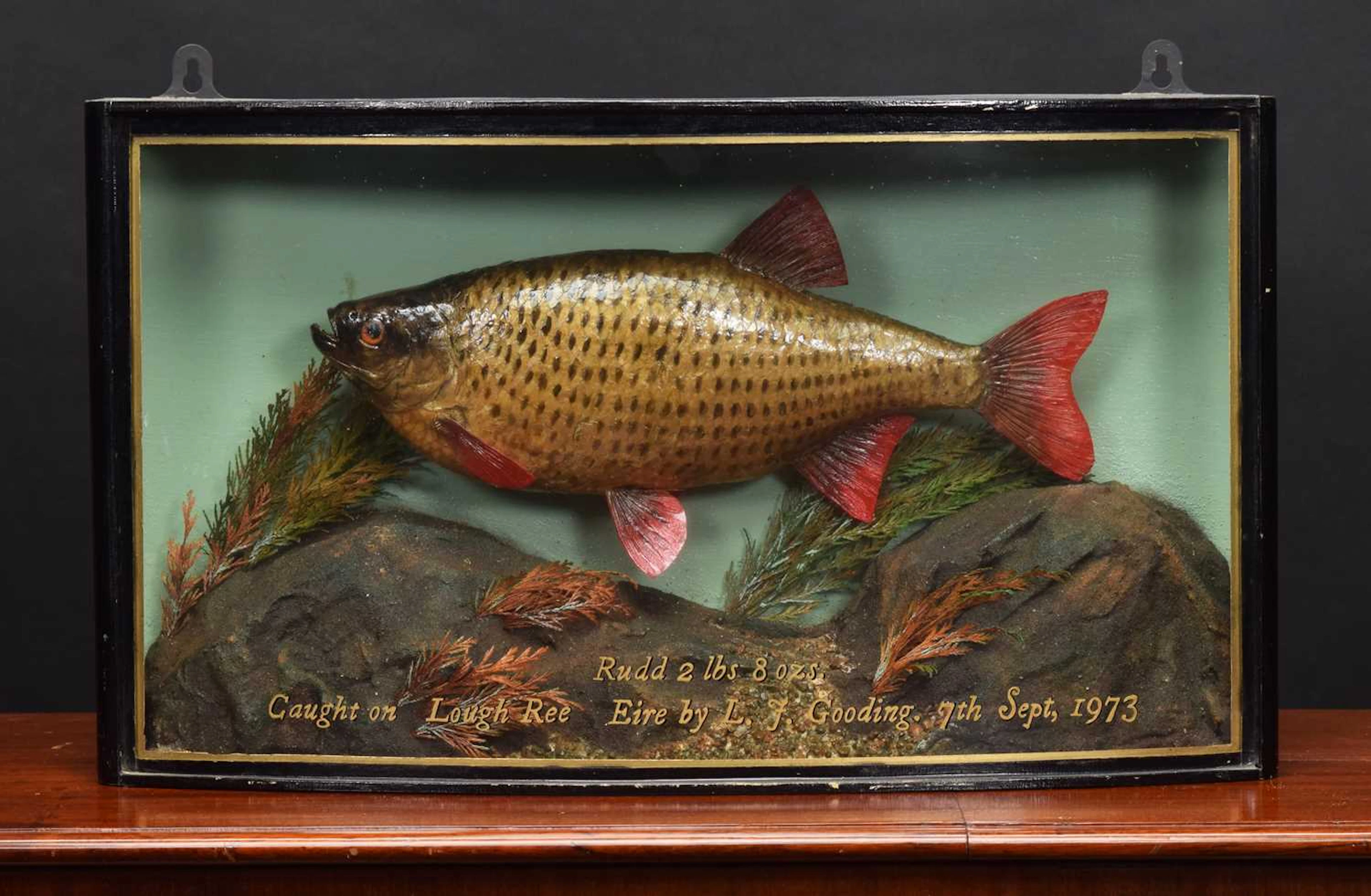 Taxidermy: A Cased Common Rudd (Scardinius erythrophthalmus), dated